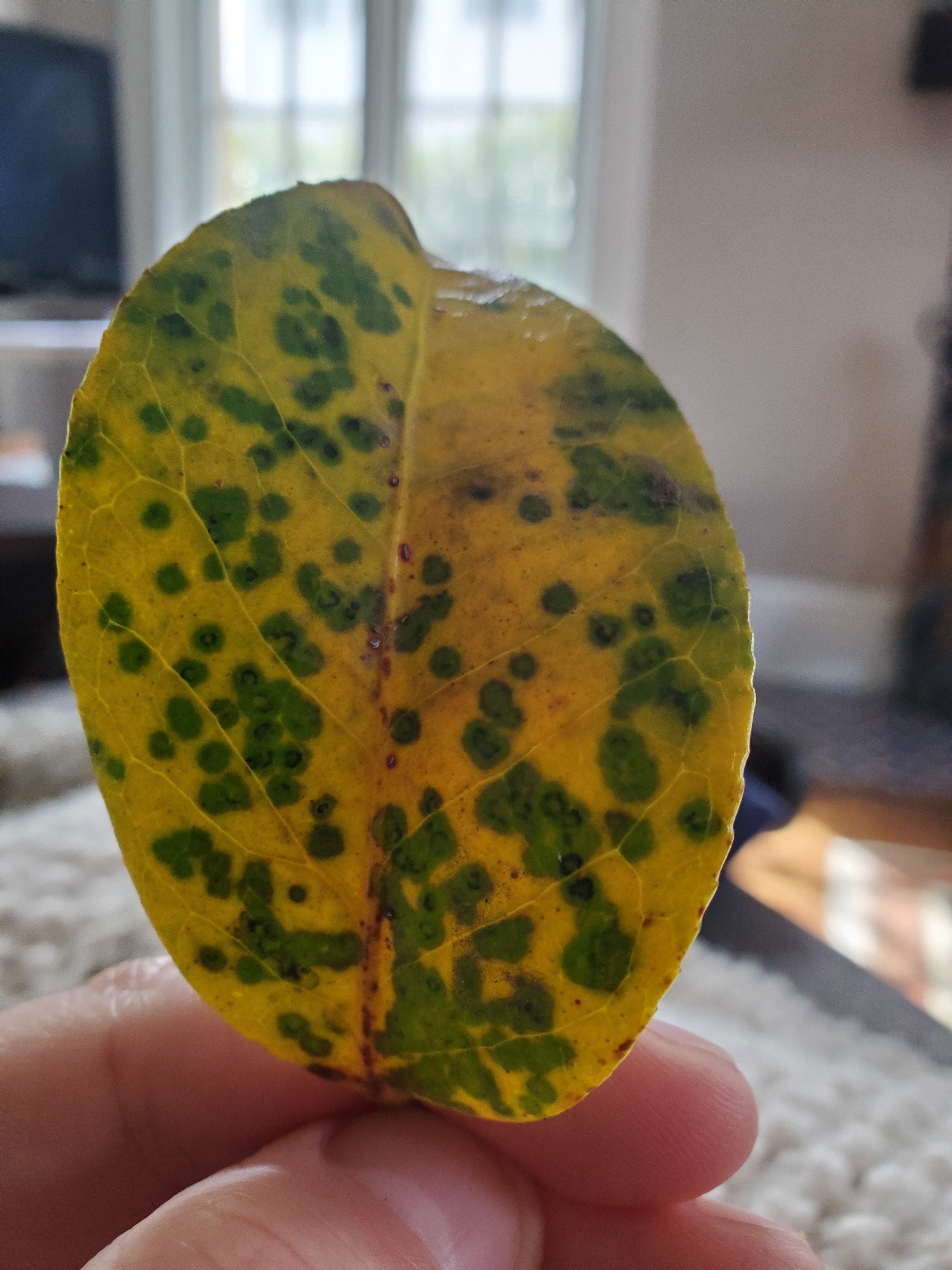 Tea scale causes yellow spots on camellia leaves…Crawlers hatching now –  EcoIPM