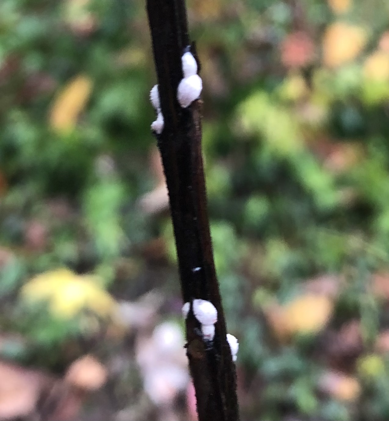 white-spots-on-crepe-myrtle-ask-extension