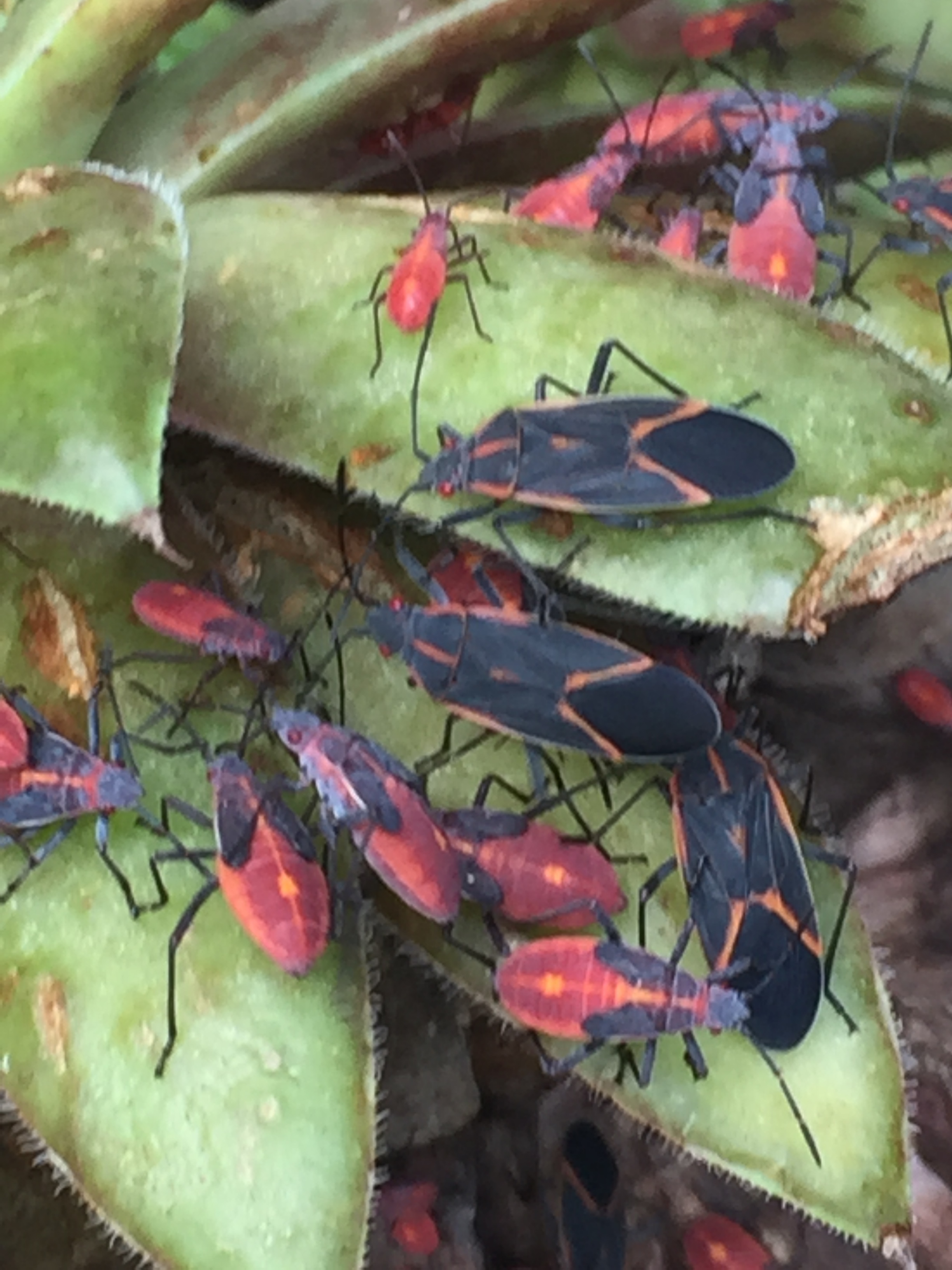 Boxelder Bugs  University of Maryland Extension