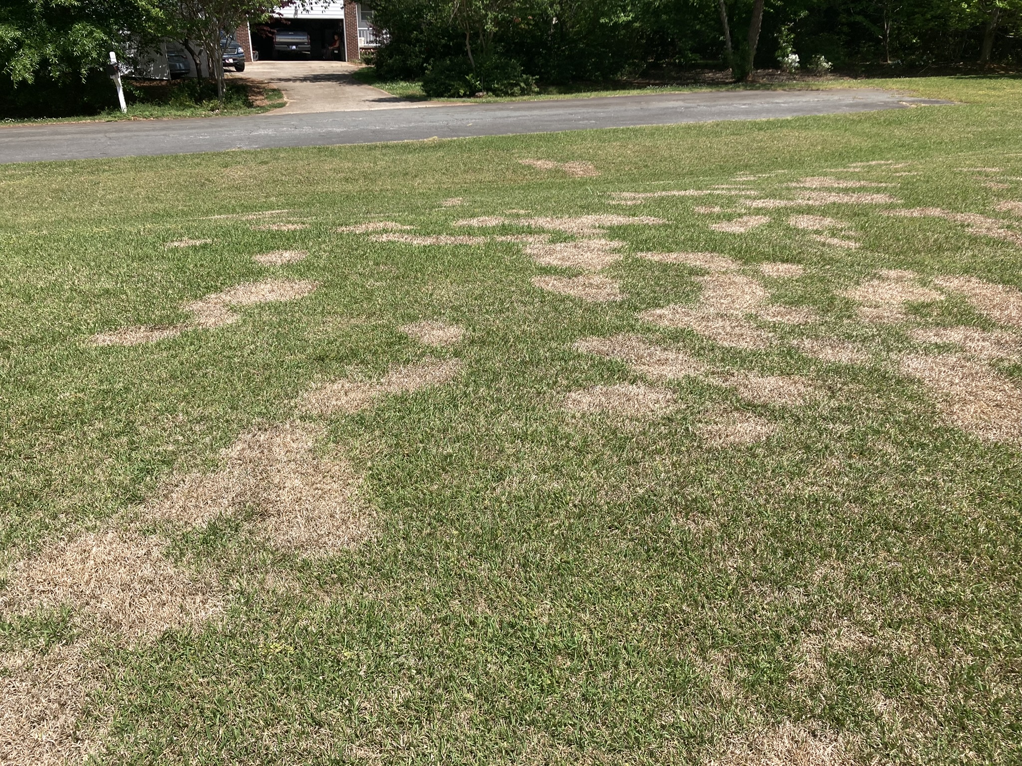 What Is Centipede Grass?  N.C. Cooperative Extension