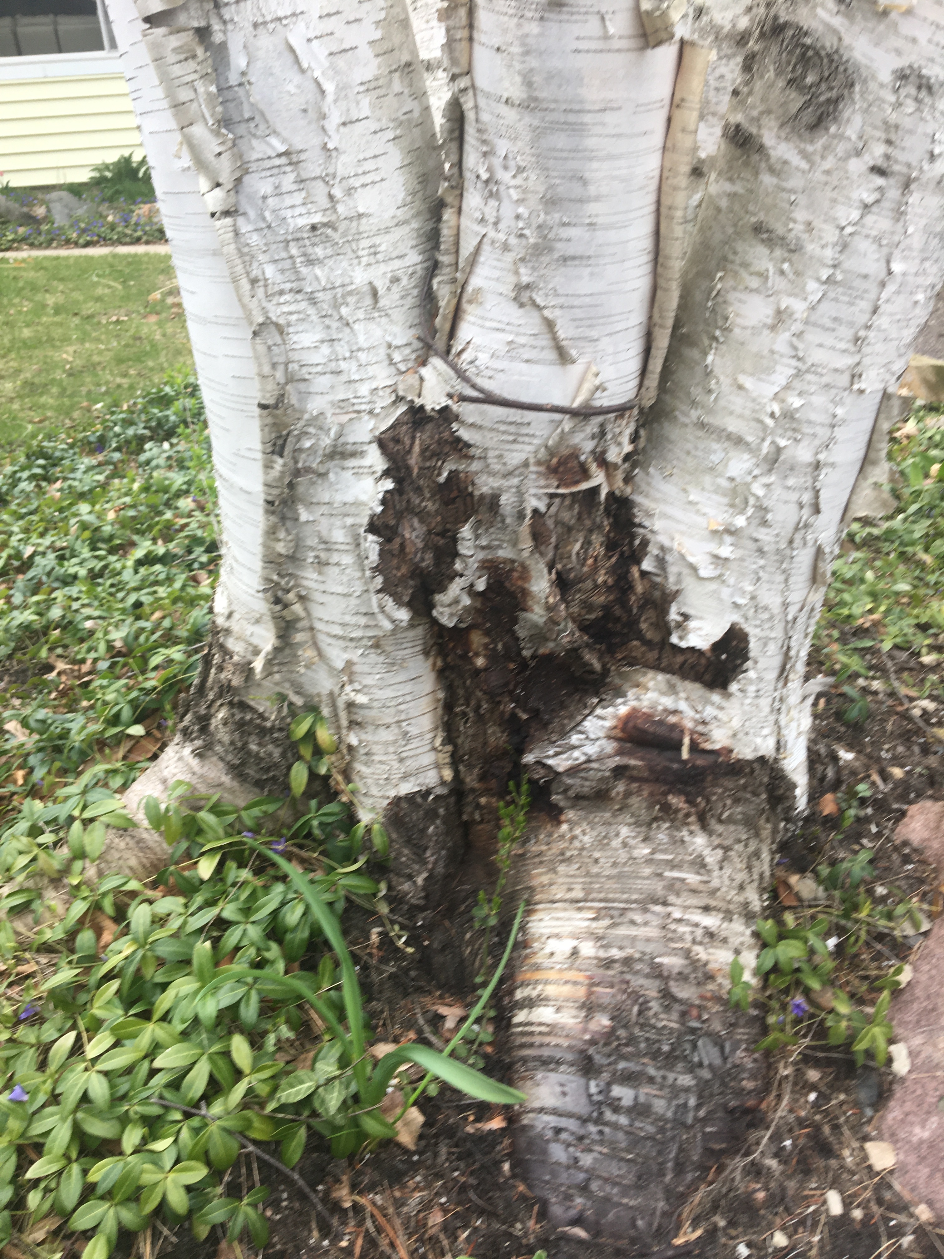 Bark of a birch tree peeling off - a Royalty Free Stock Photo from Photocase