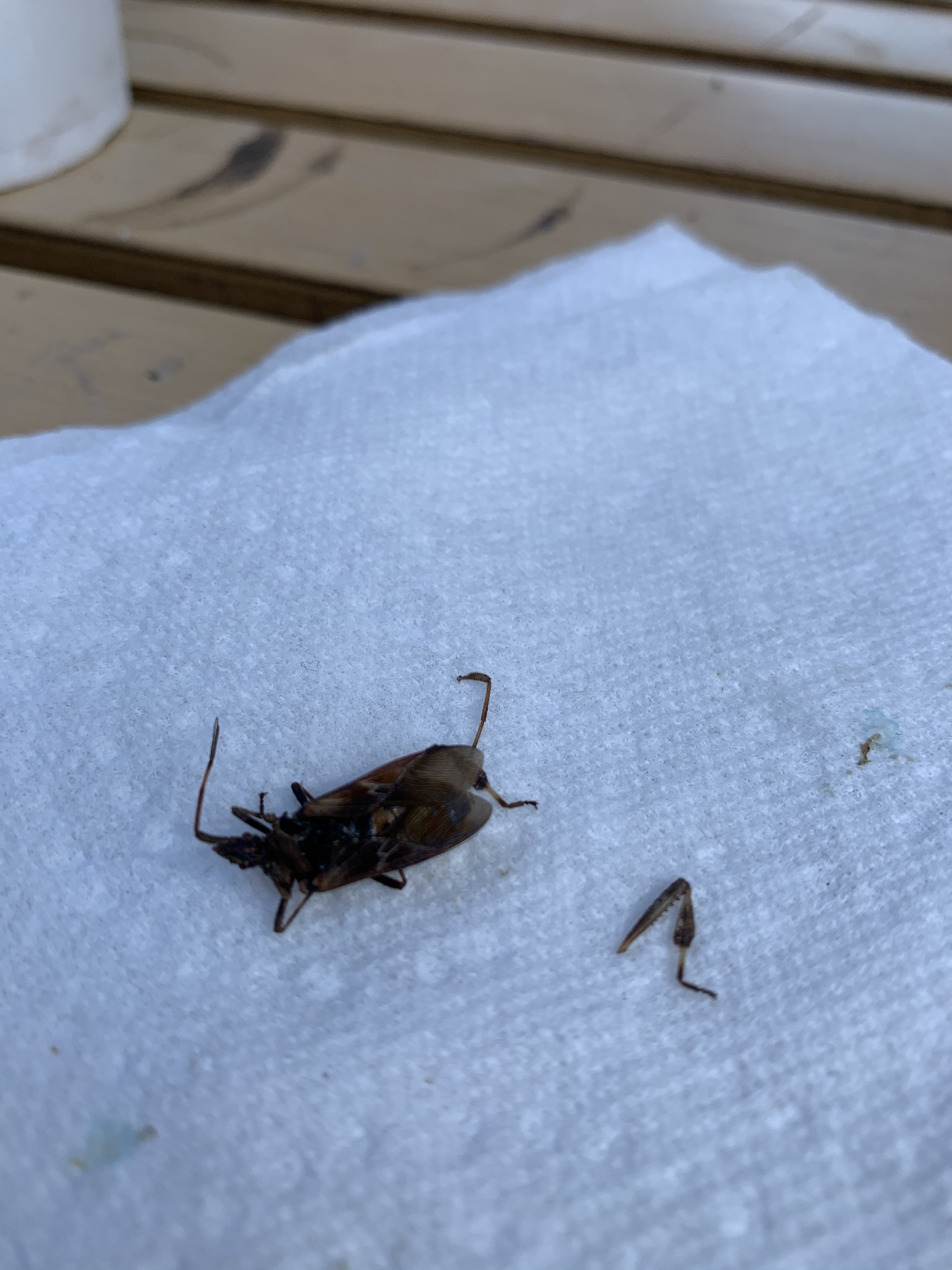 Is this a kissing bug? - Ask Extension