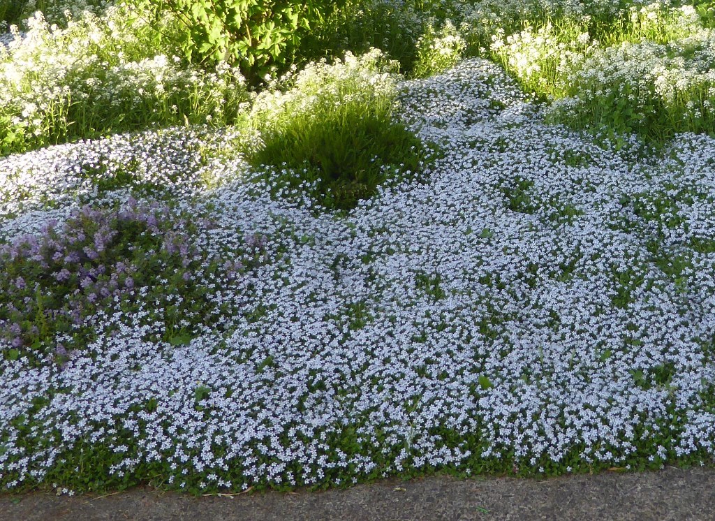 blue star creeper lawn