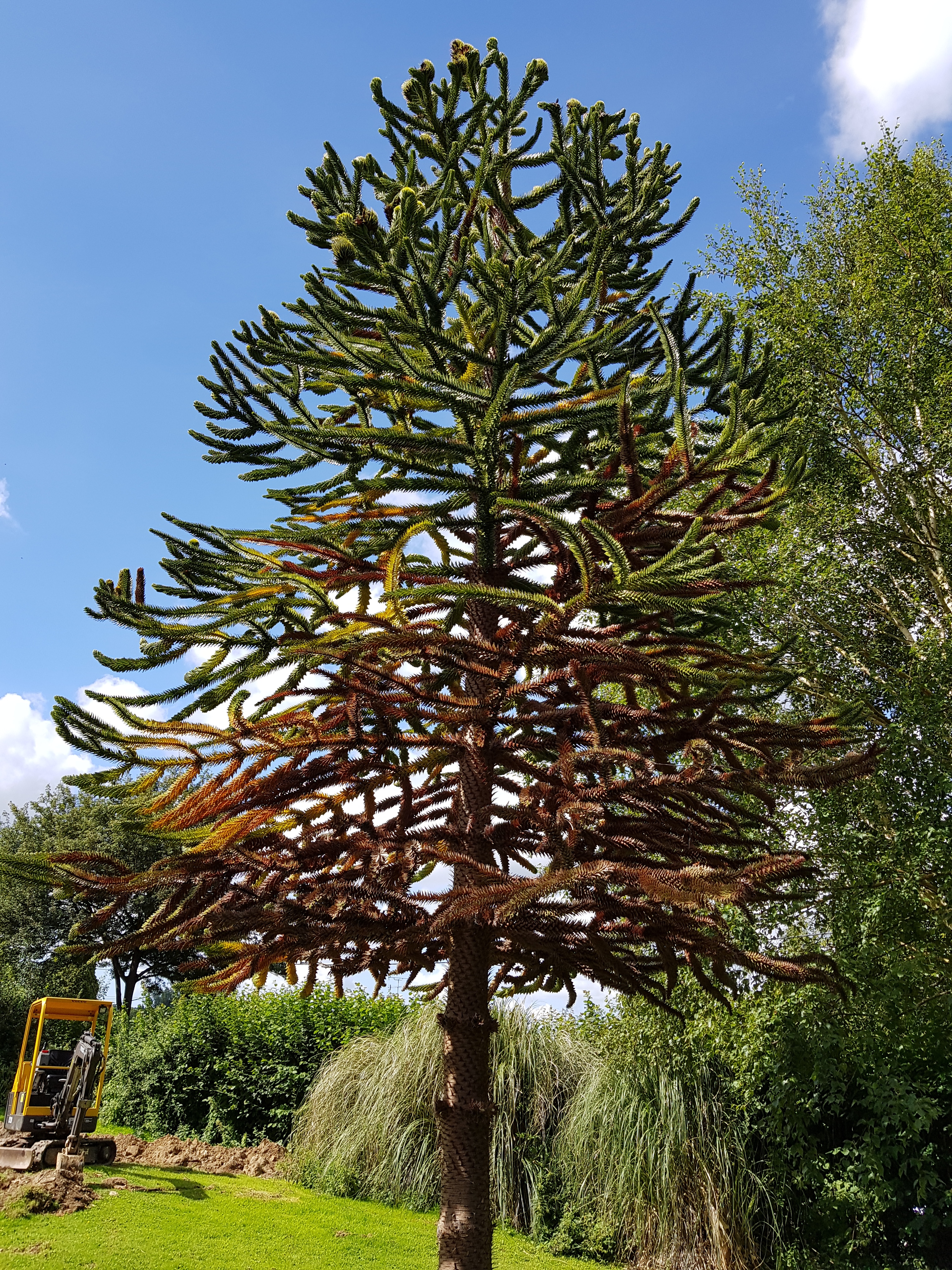 my grandparents monkey puzzle tree, 80+ ft. they are selling the place, im  going to miss it : r/matureplants