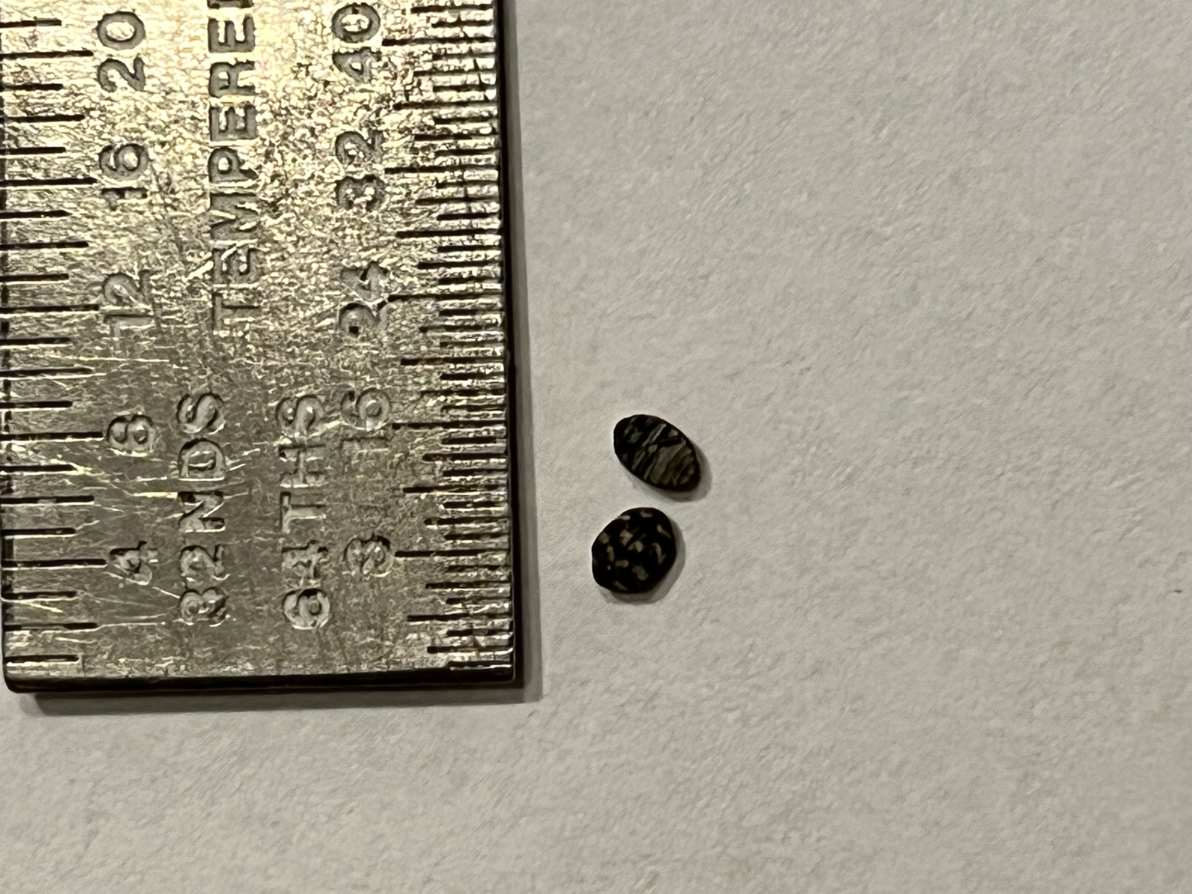 User PSA for common ID request: These are carpet beetles, and when to be  concerned : r/whatisthisbug