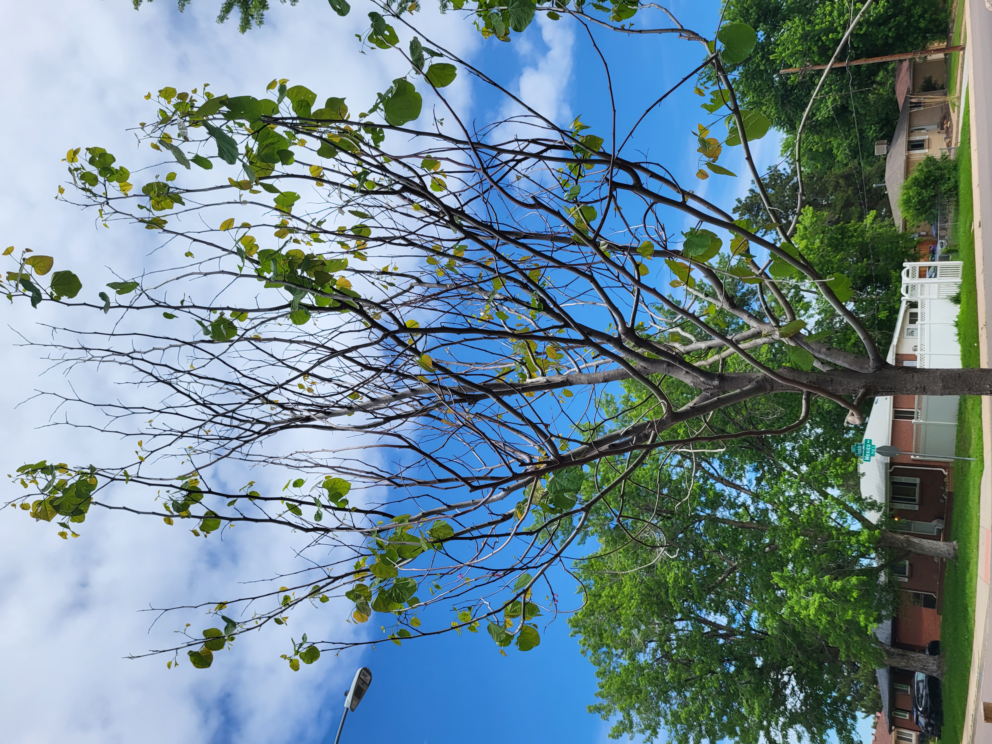 Nature & You: Leafless sycamore trees are brilliant white in winter