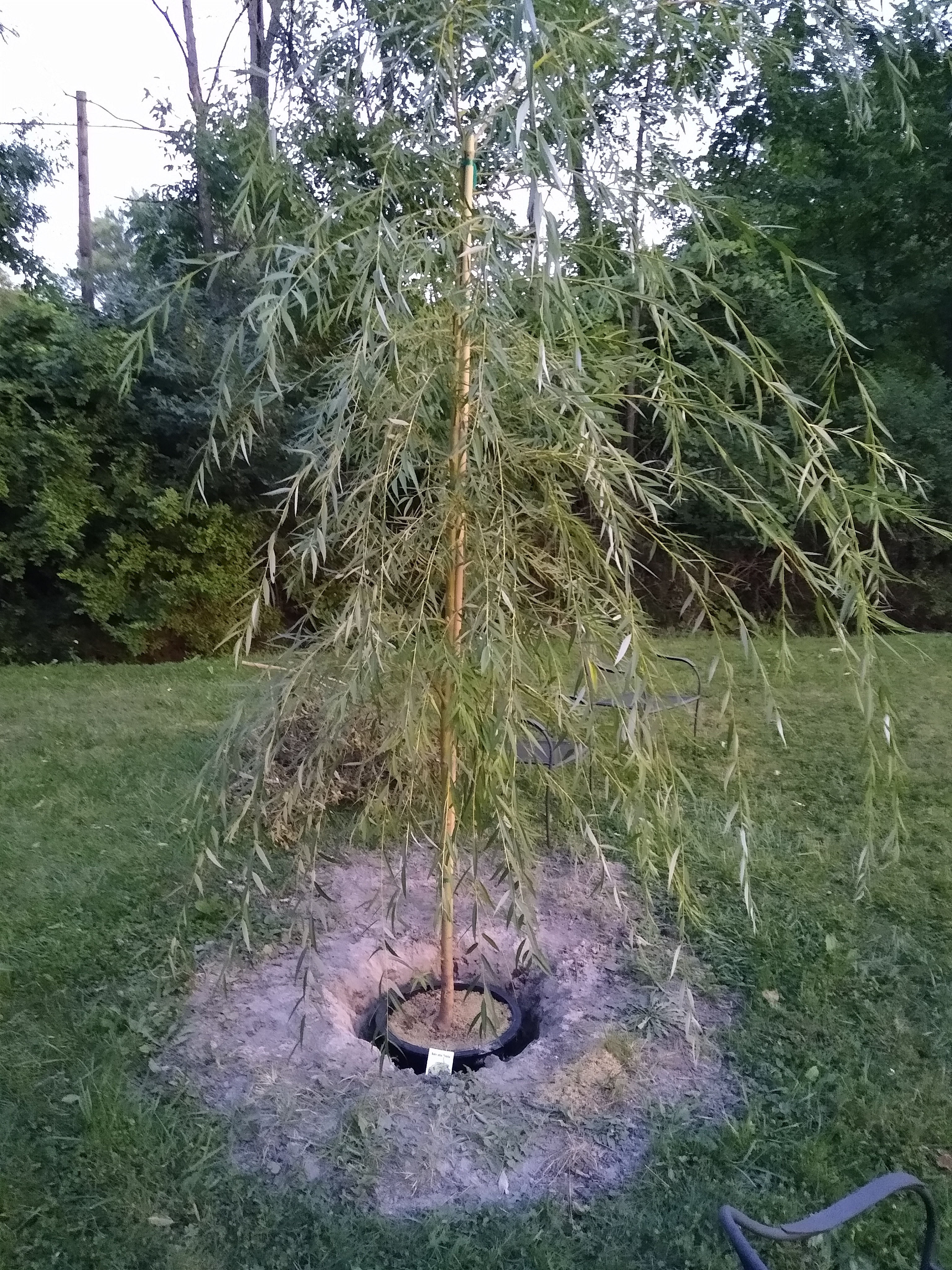 Golden Willow Tree