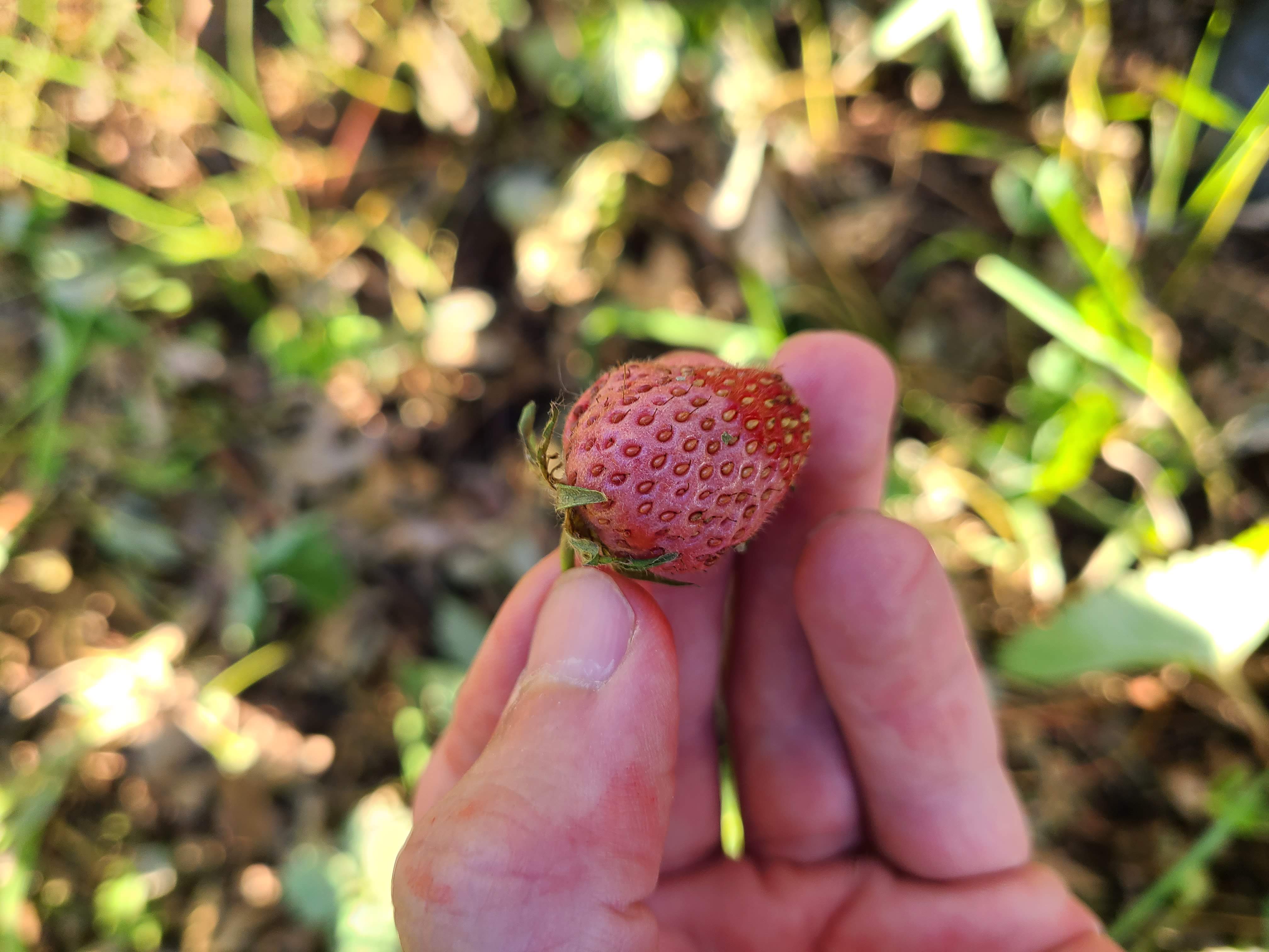 Why Do Strawberries Rot Before Ripening - Reasons For Rotten