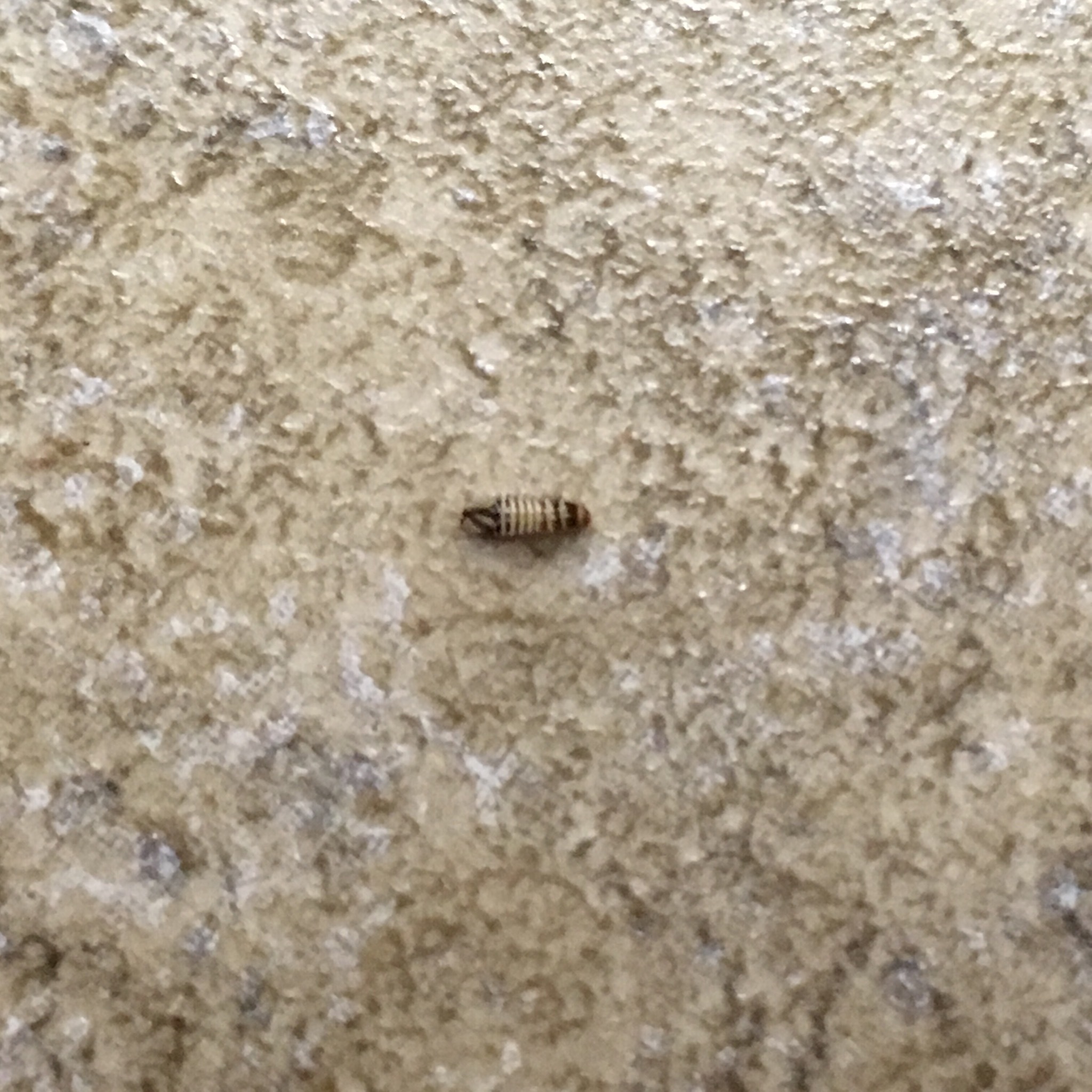 Have you Heard About the Dreaded Carpet Beetle? ￼