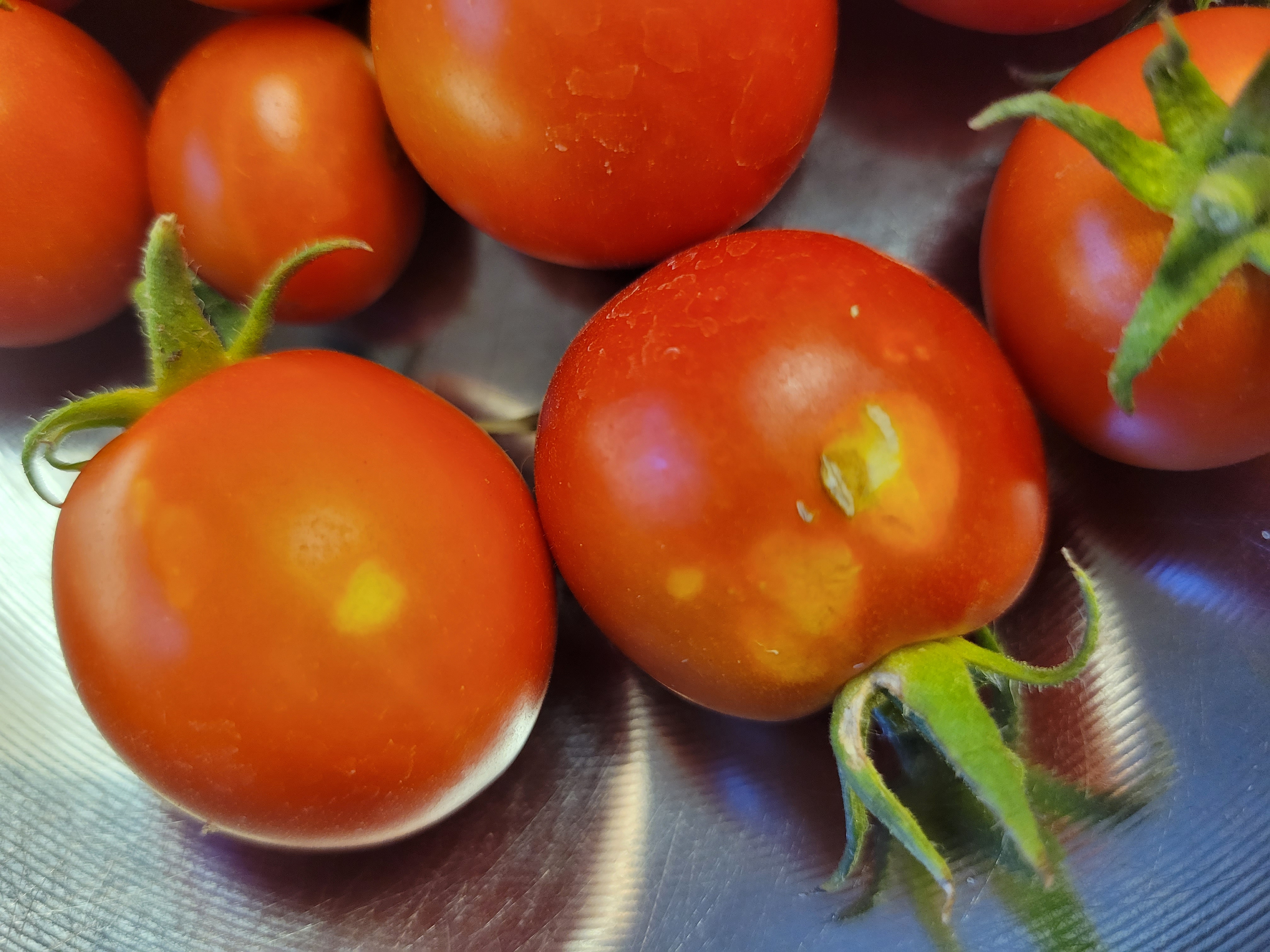 causes white spots in tomatoes