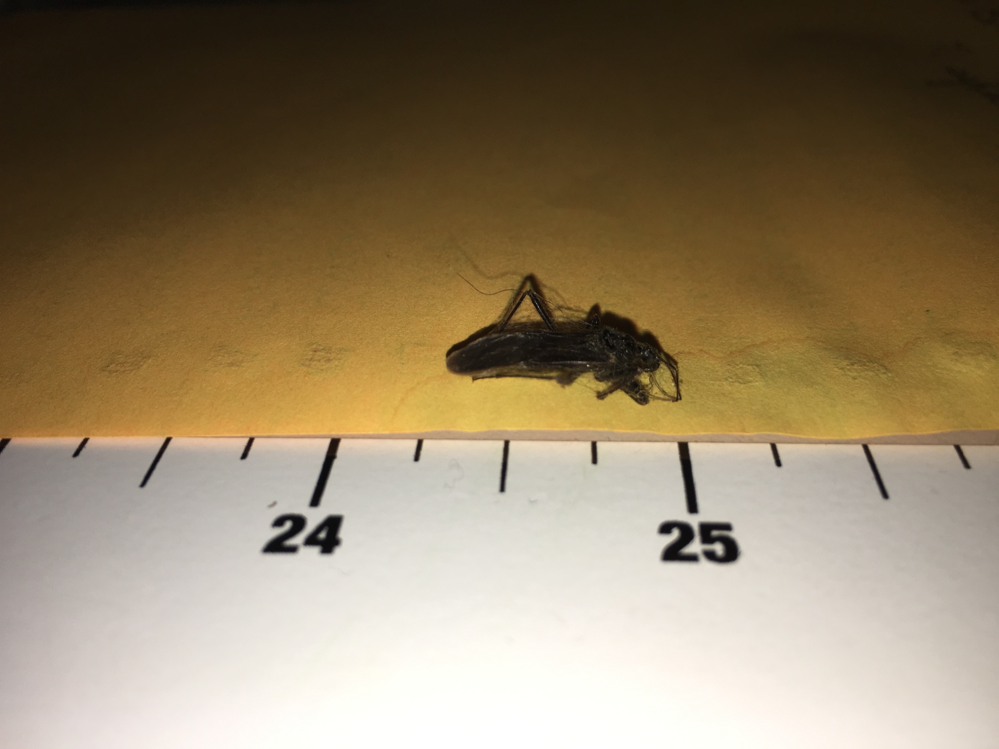 Is this a kissing bug? - Ask Extension