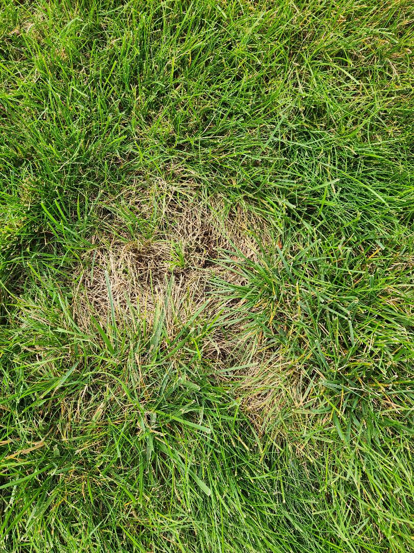 Dead areas in grass - Ask Extension