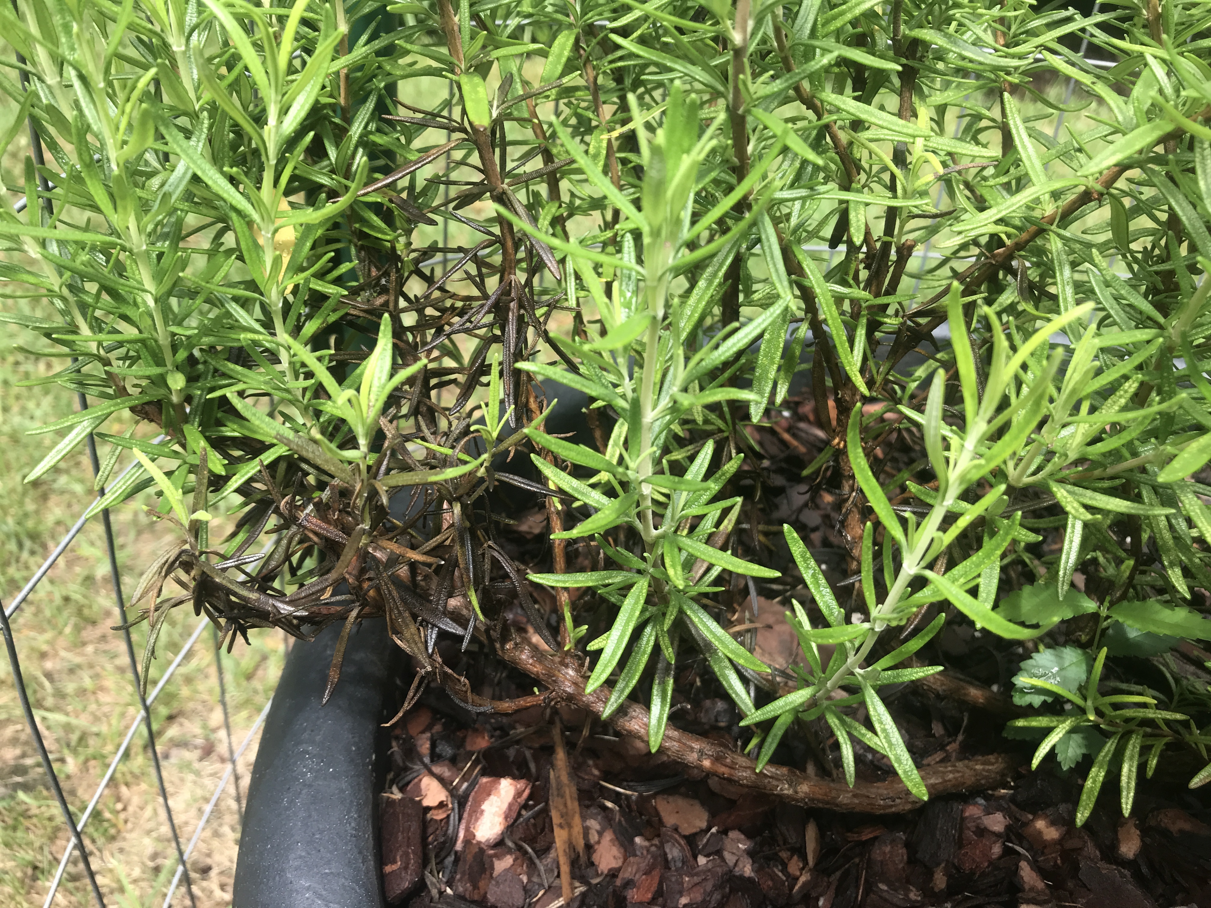 Rosemary  University of Maryland Extension