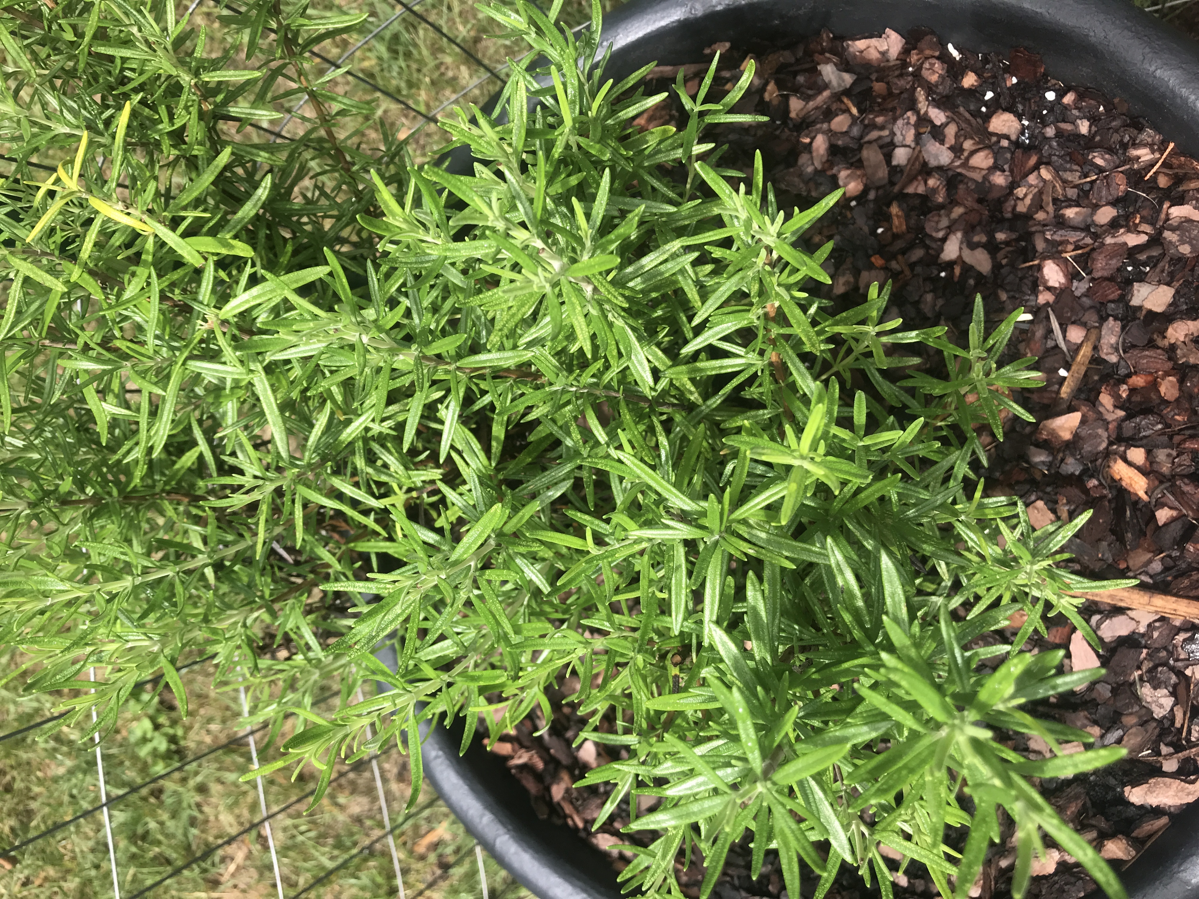 Rosemary  University of Maryland Extension