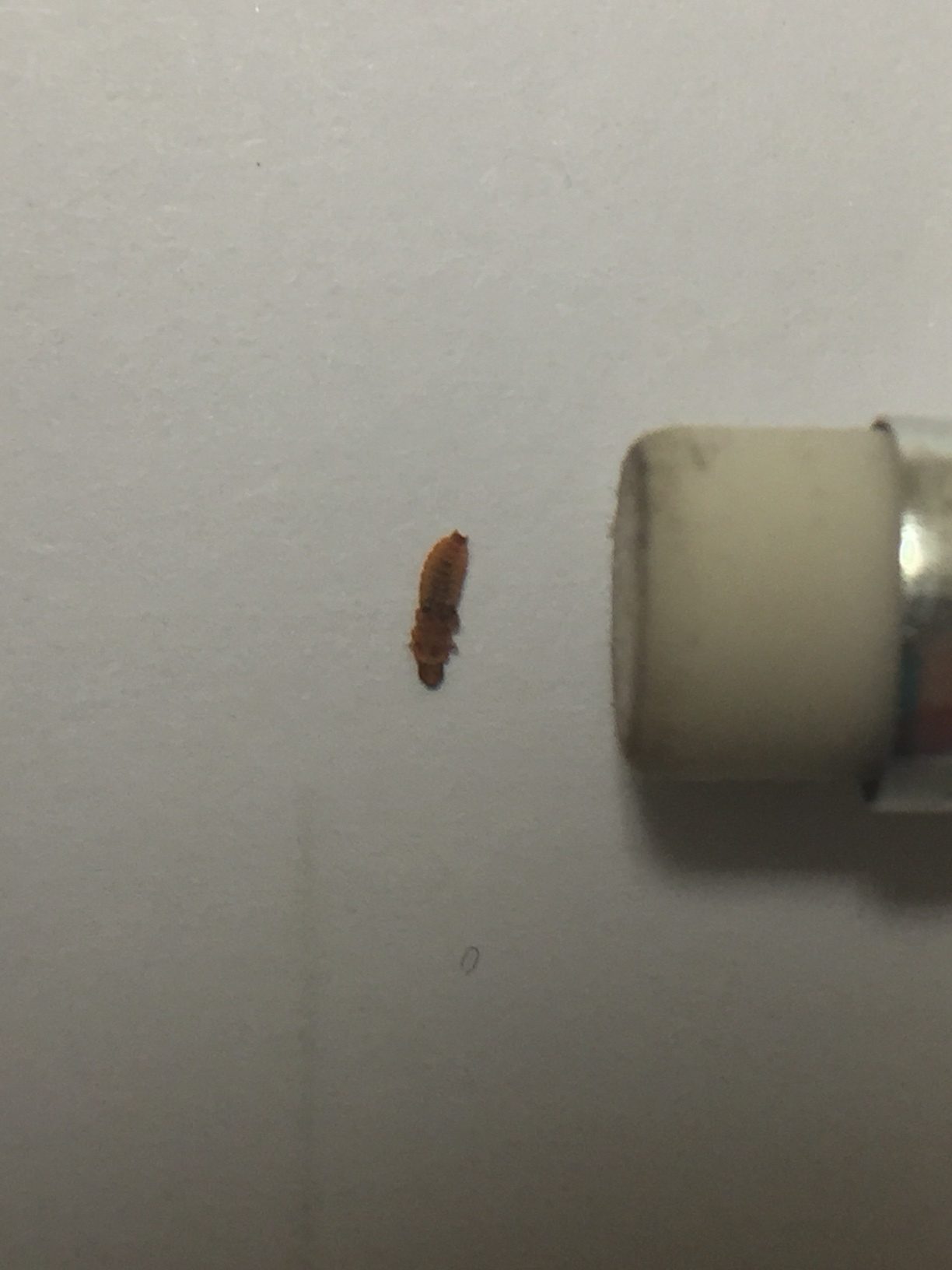 Pretty certain this is a carpet beetle larva, found in my bathroom