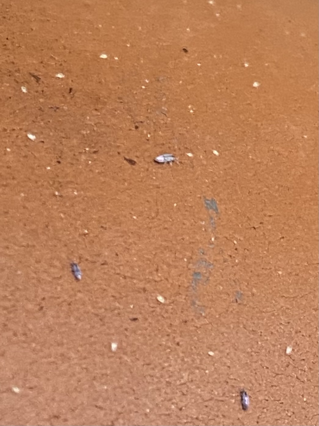 What are these tiny white bugs on my terracotta pots? Are they