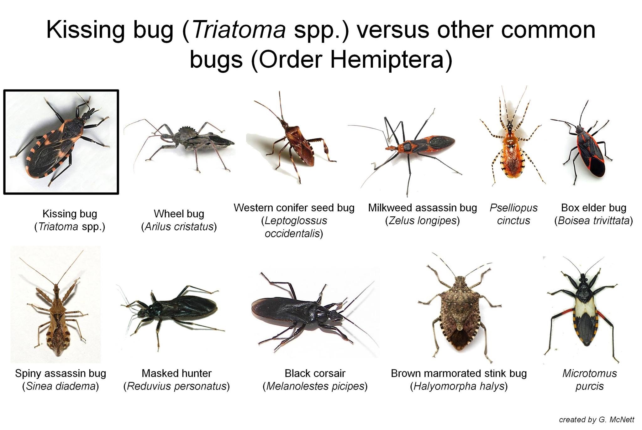 Kissing Bug? [MD] : r/bugidentification