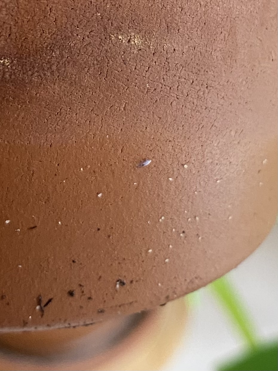 What are these tiny white bugs on my terracotta pots? Are they