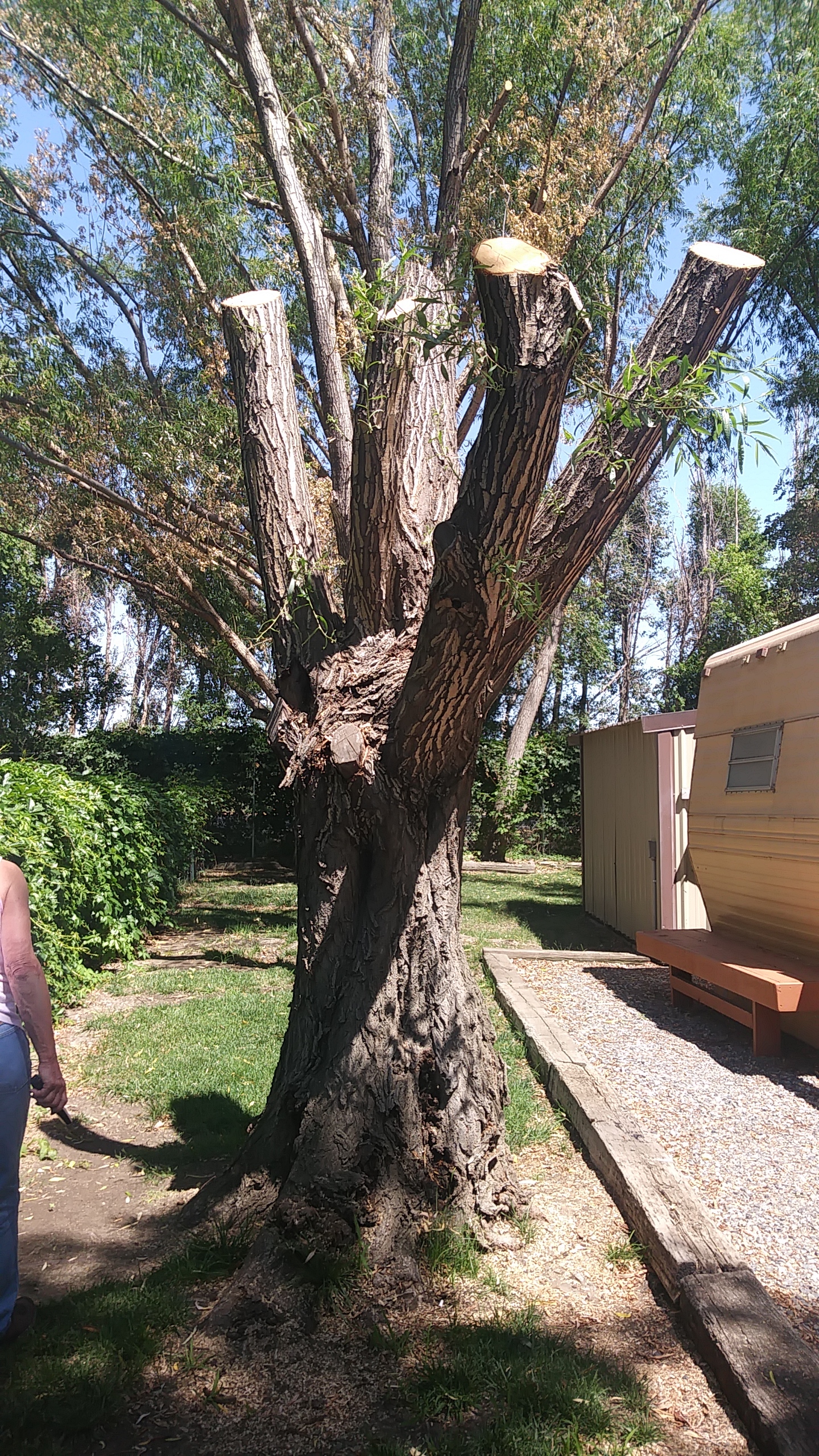 Boardman Australian Willows Experiencing Leaf Yellowing and branch die off  - Ask Extension