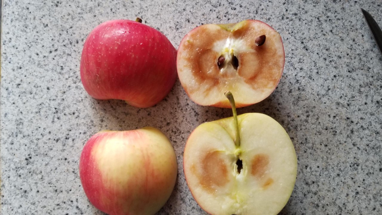 Honeycrisp Apple, Knowledgebase