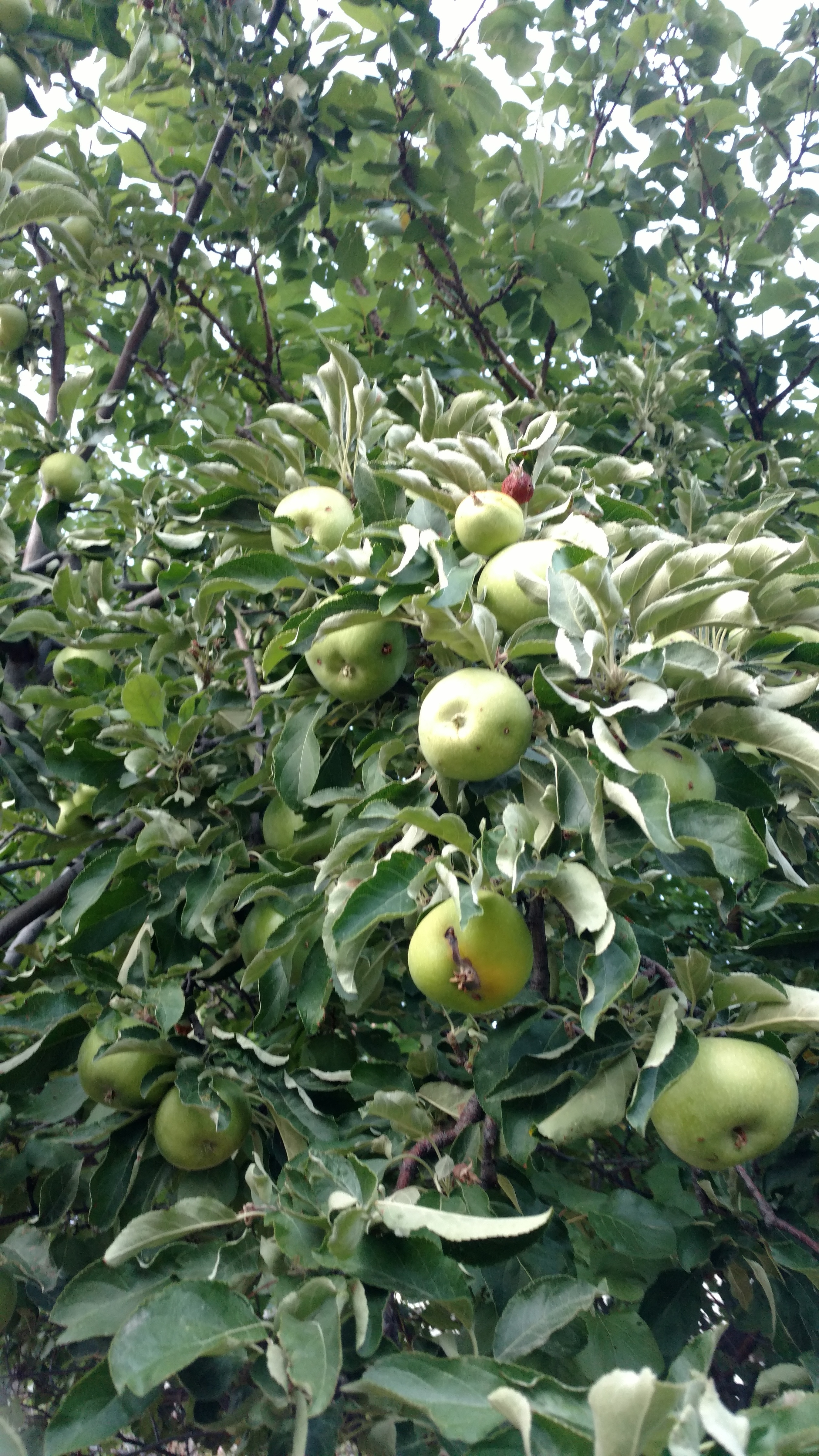 What to do with little green apples