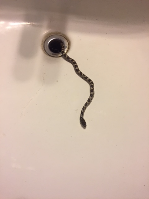 The No. 1 Sign There's a Snake in Your Bathroom — Best Life