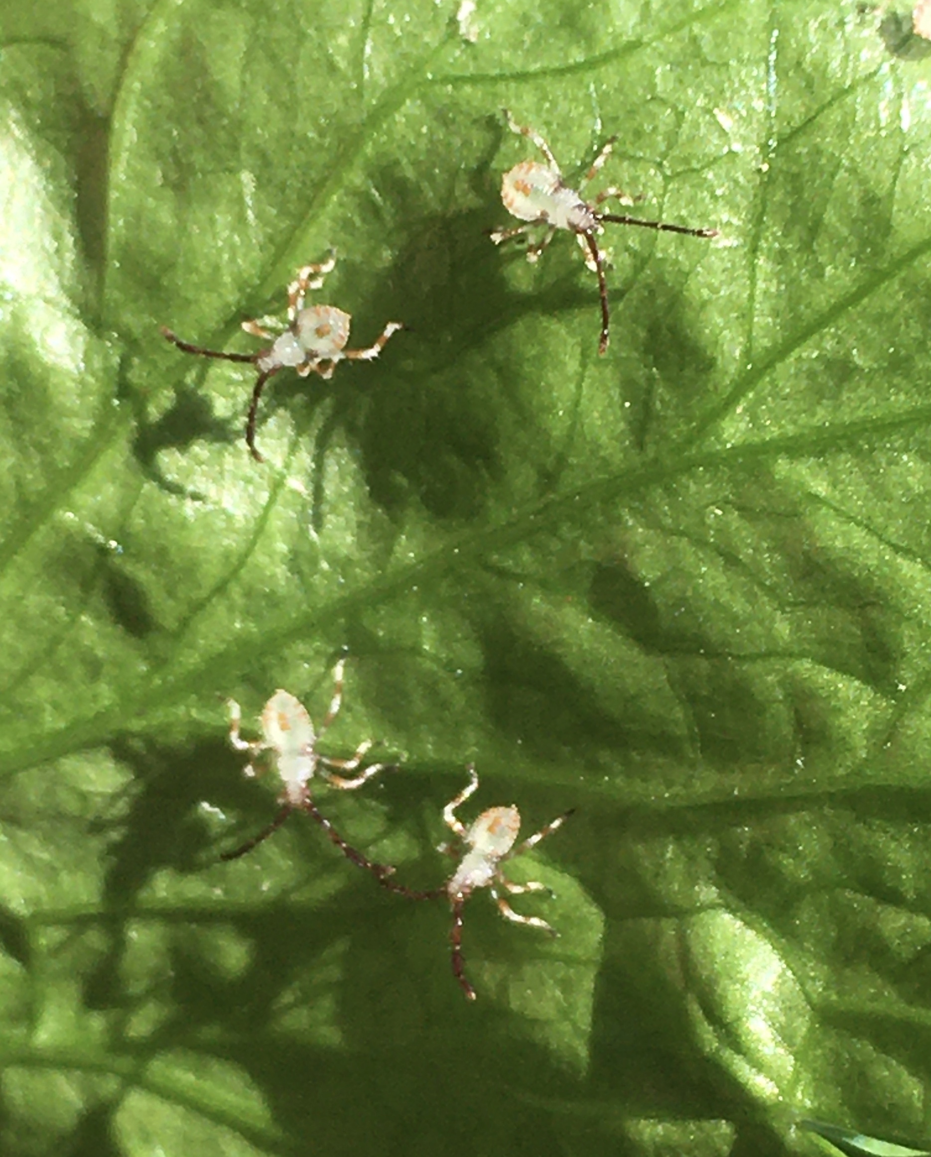 Assassin Bugs  University of Maryland Extension