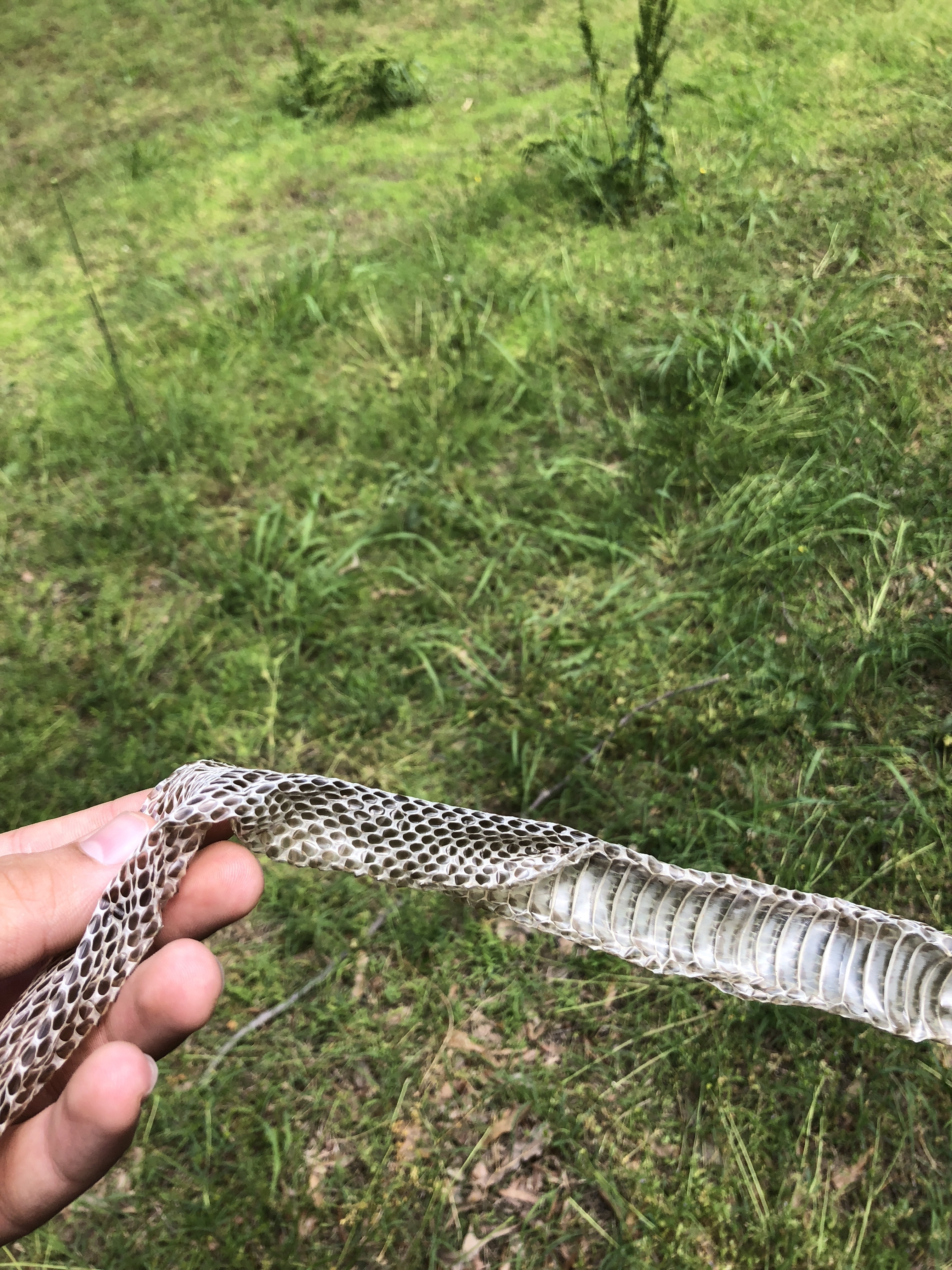 Closet Snake