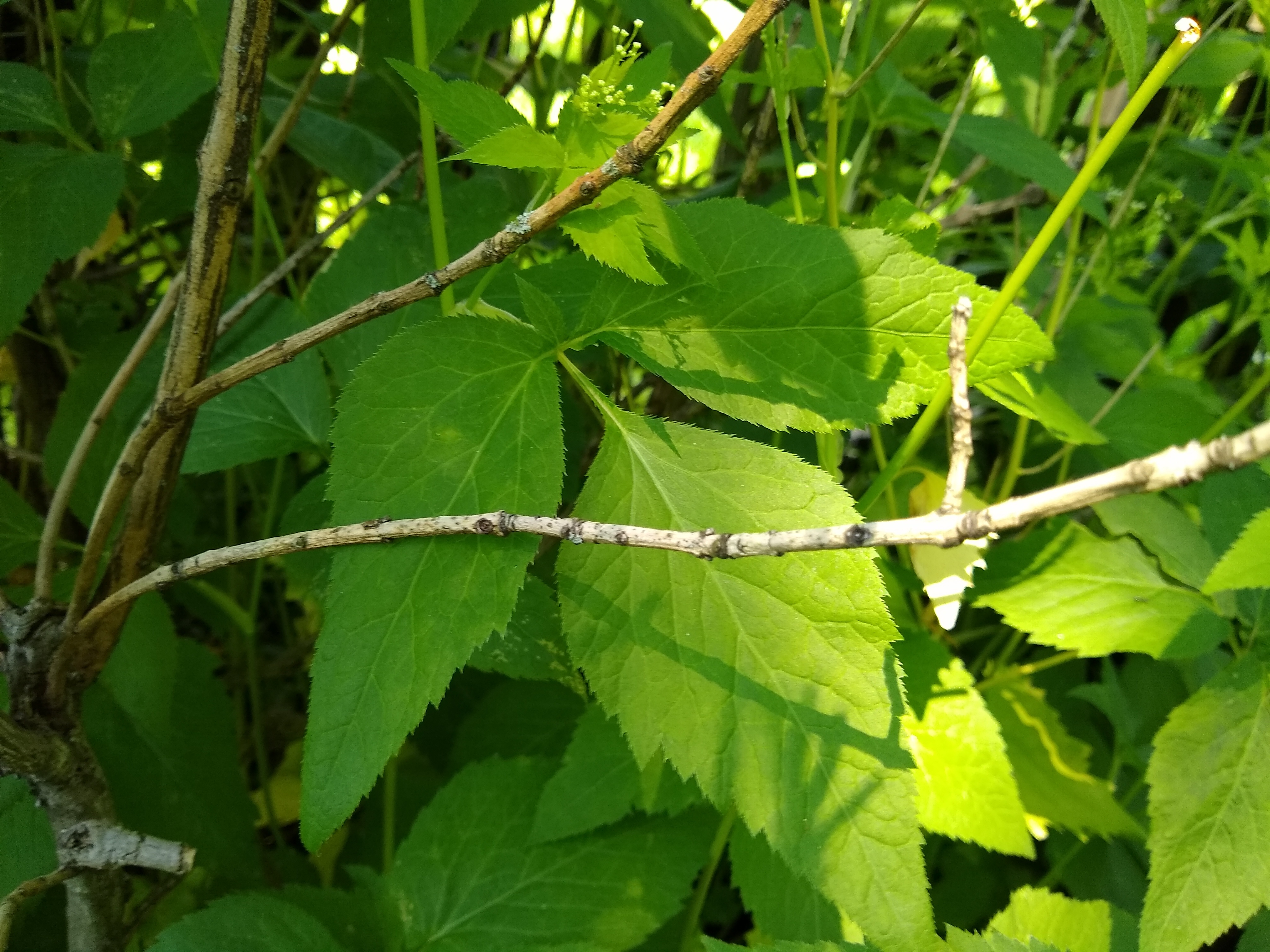 Is this poison ivy? - Ask Extension