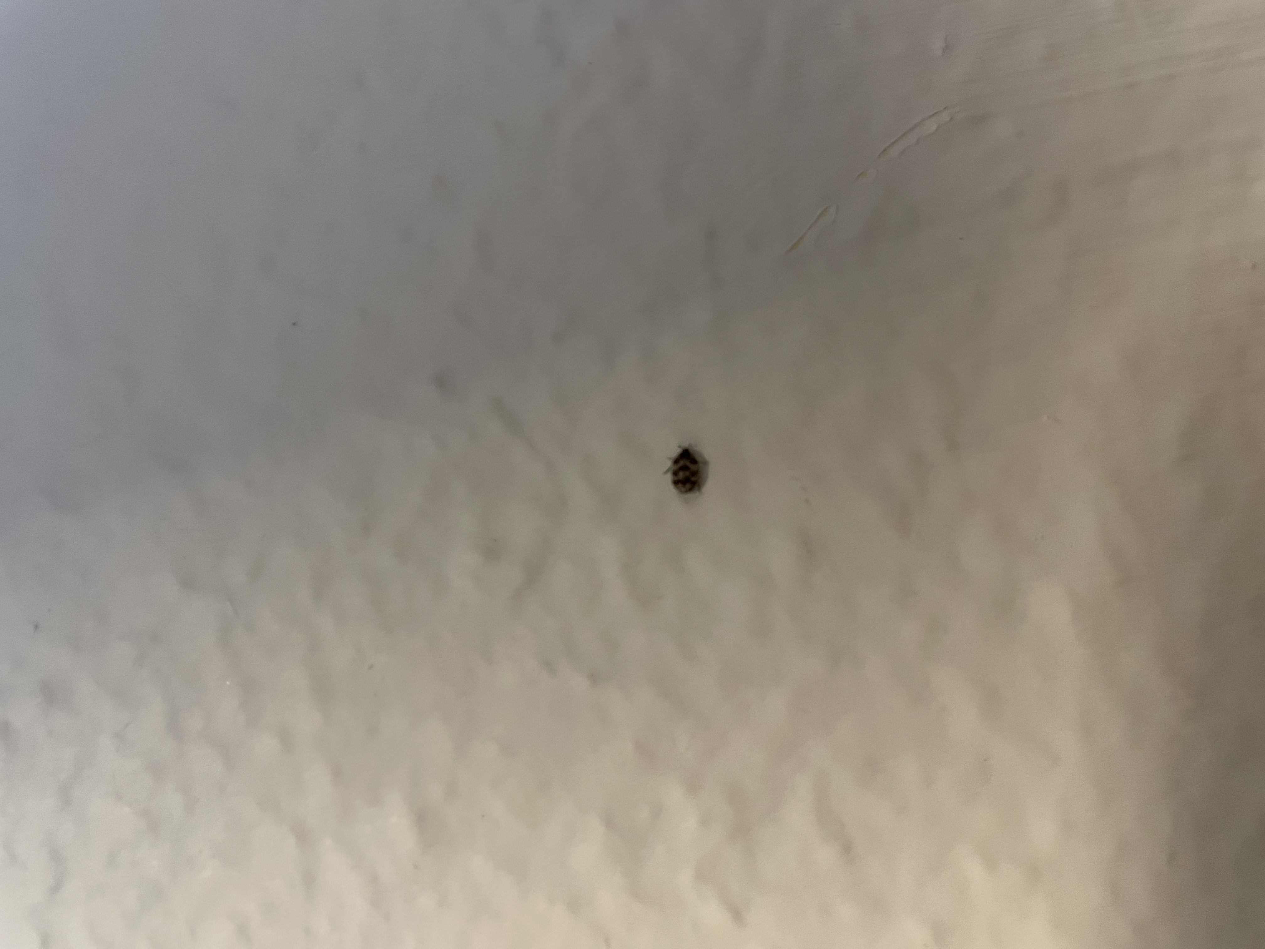 Pretty certain this is a carpet beetle larva, found in my bathroom