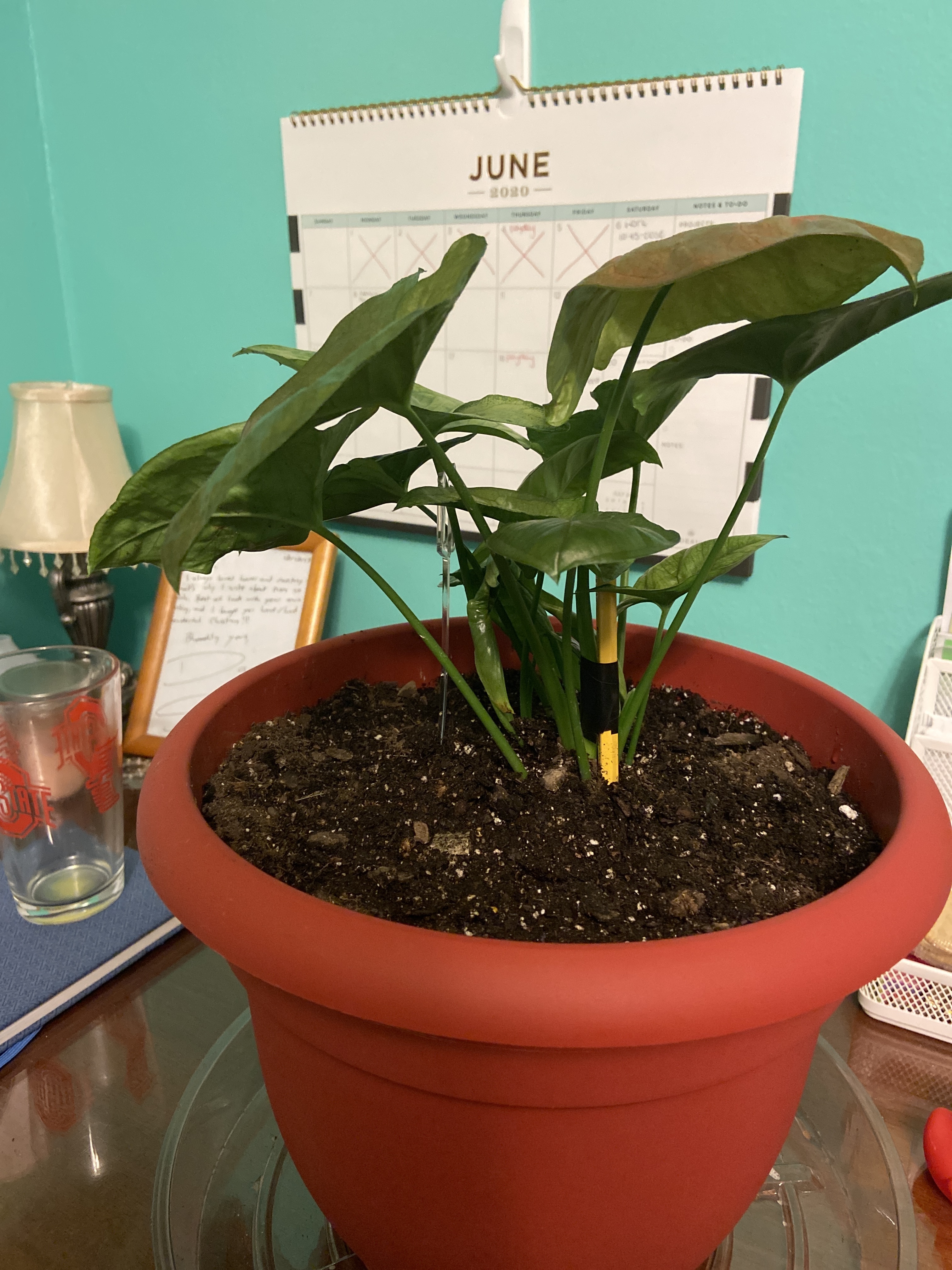 Repairing Bent Plant Stems - Information On Fixing Plants With