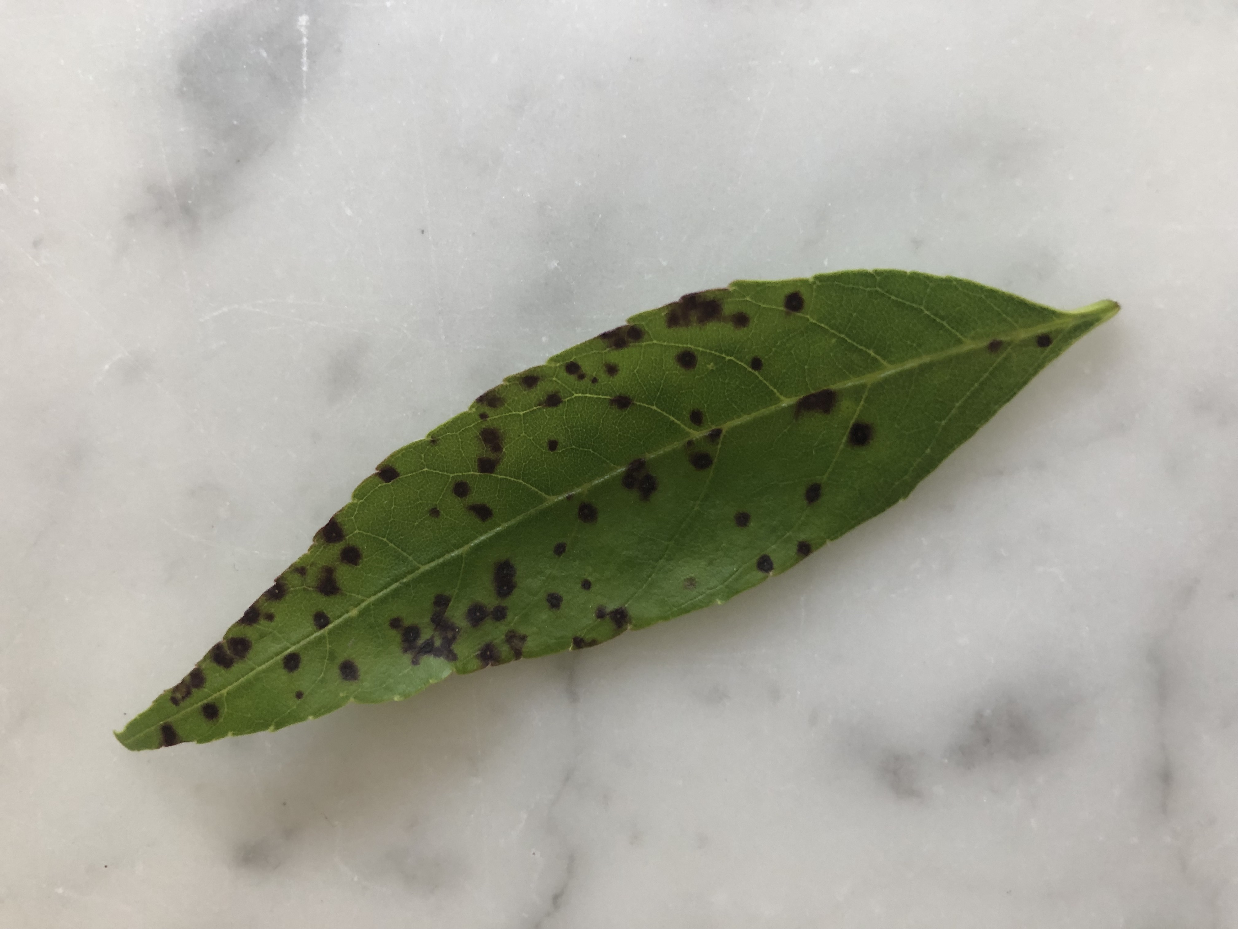 ash-leaves-have-black-spots-and-are-falling-from-tree-ask-extension