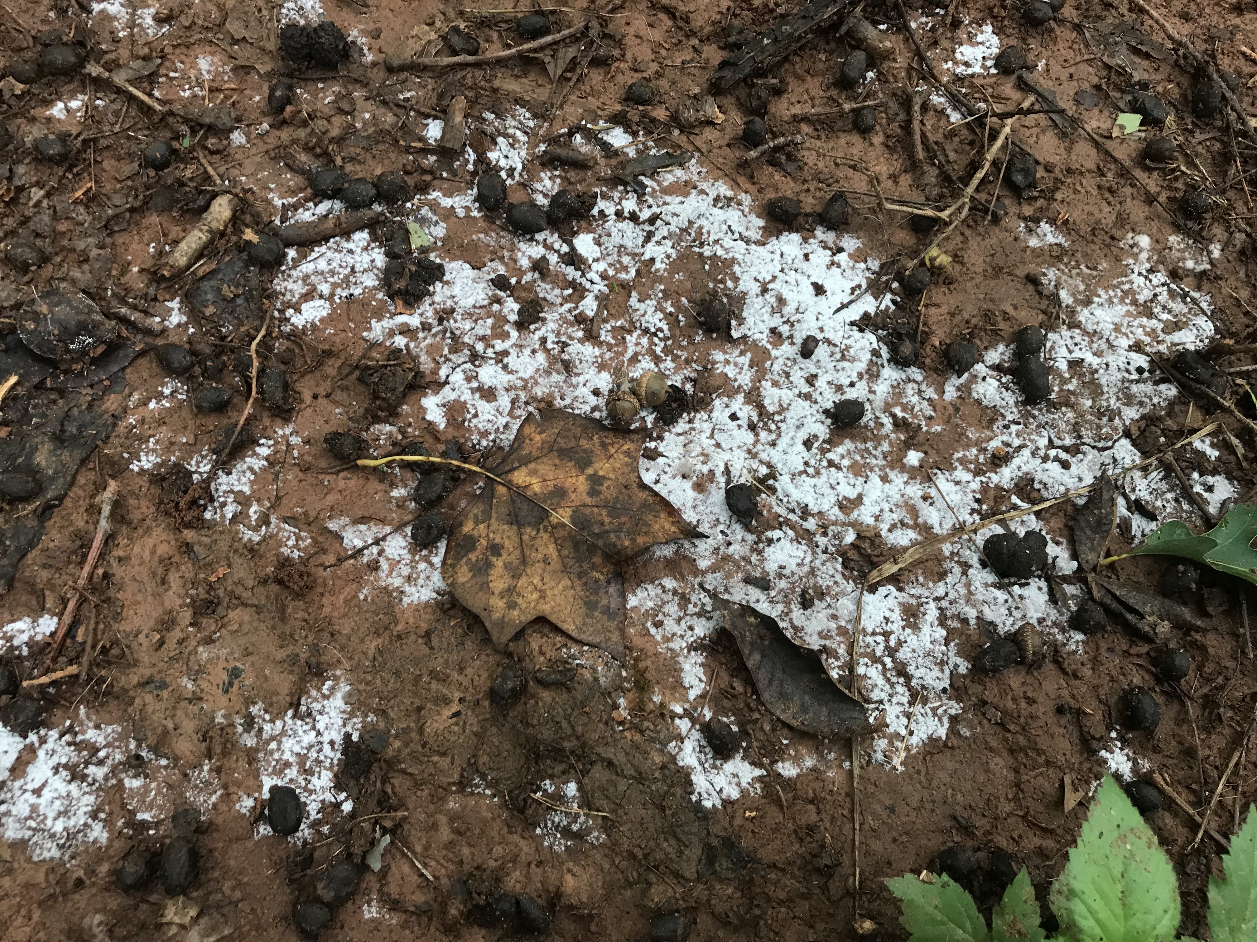 What's This White Mold in My Soil!?