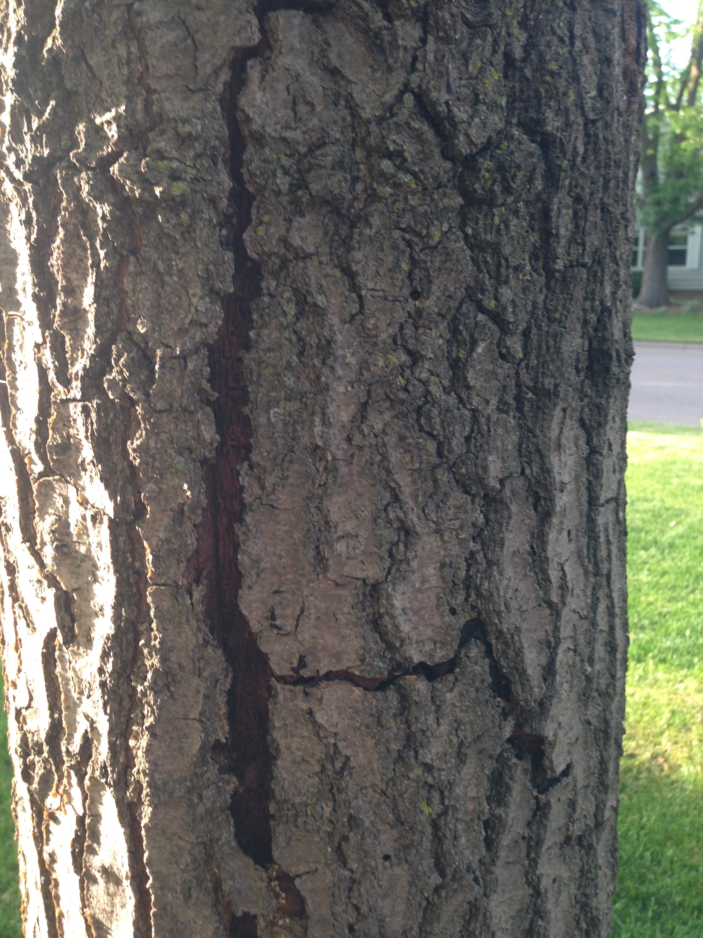 Question: Tree Bark Damage