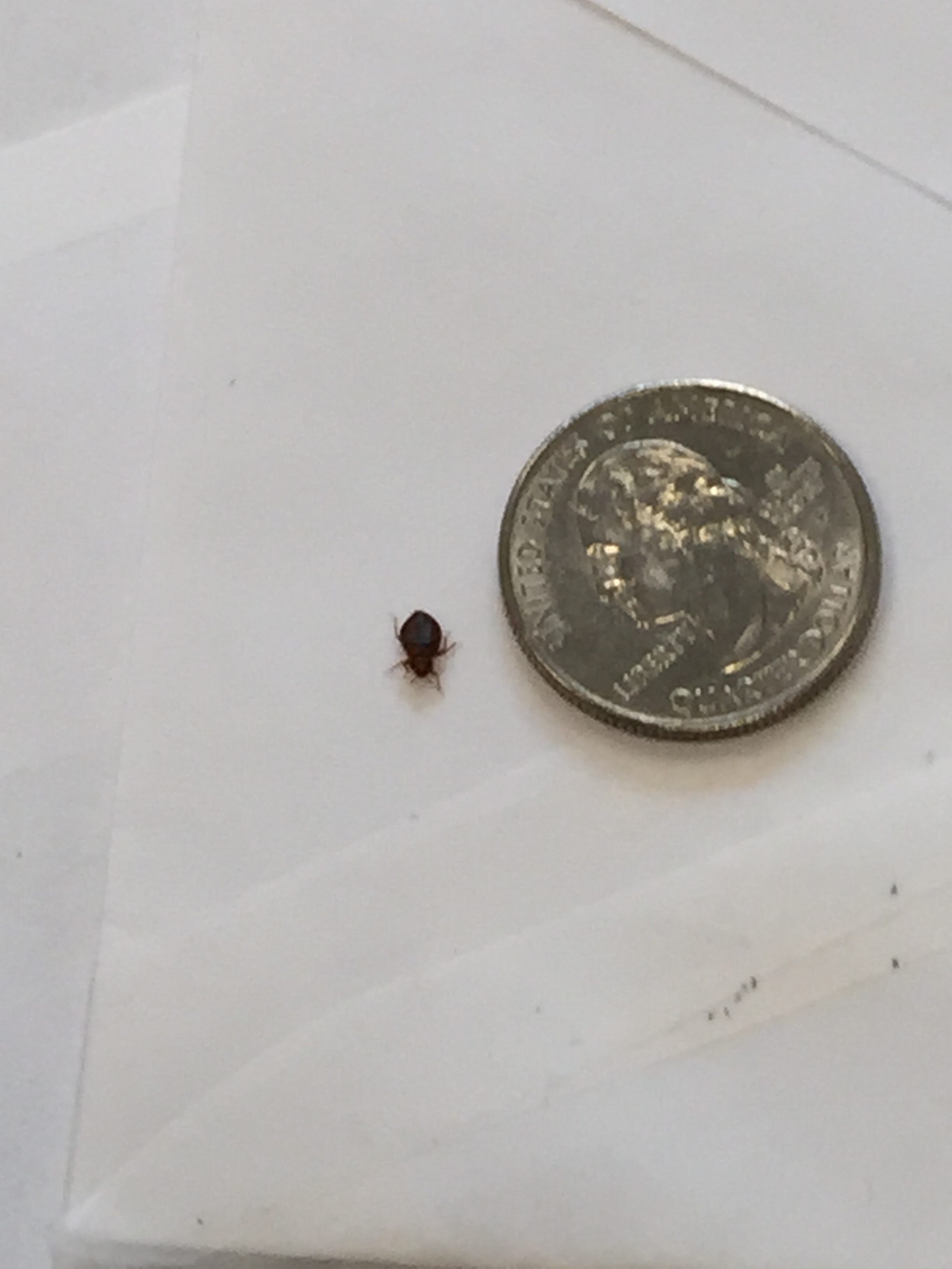 Bed Bugs  University of Maryland Extension