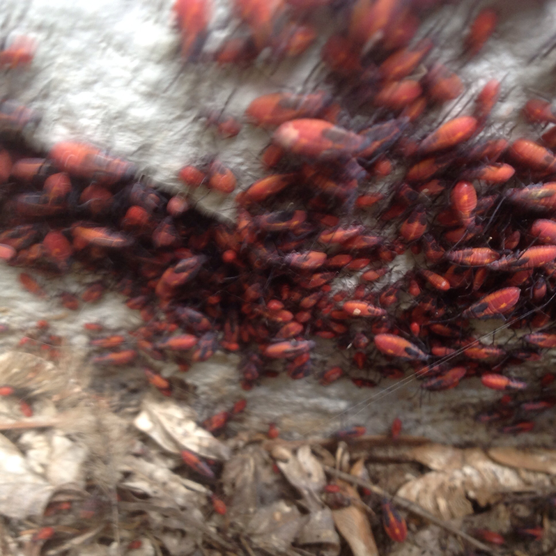 Boxelder Bugs  University of Maryland Extension