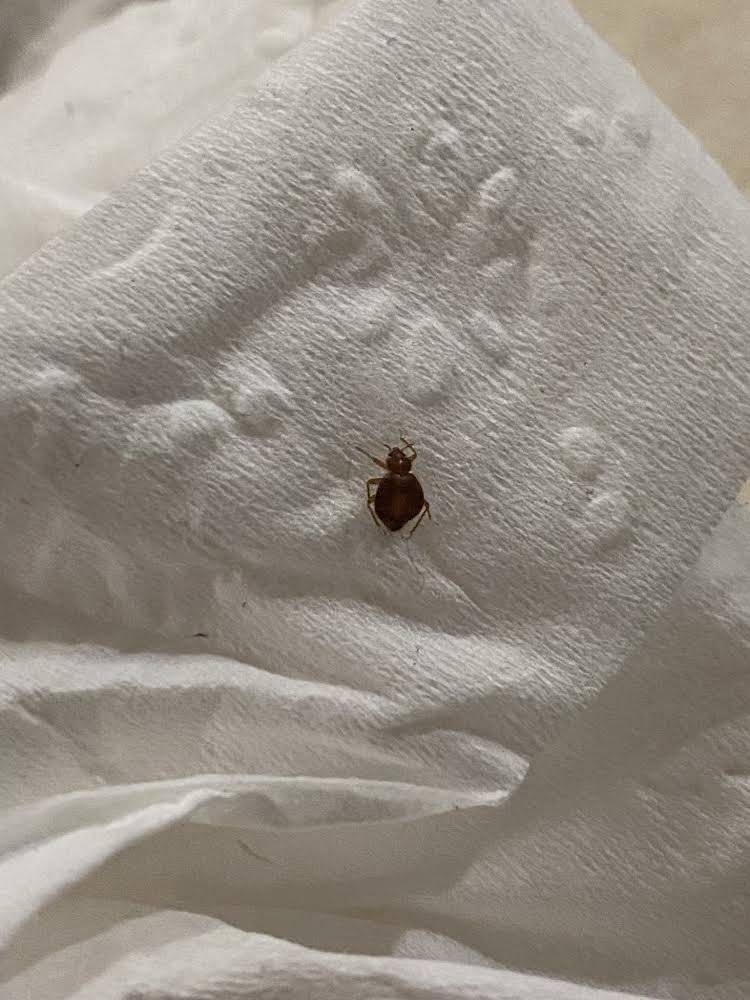 Is this a bed bug? - Ask Extension