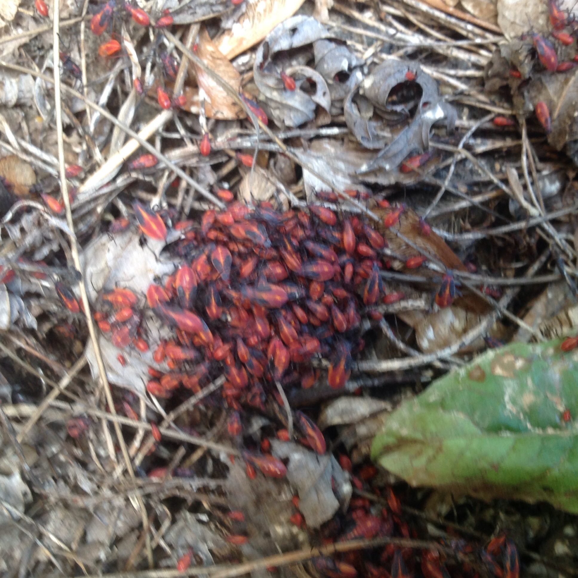 Boxelder Bugs  University of Maryland Extension