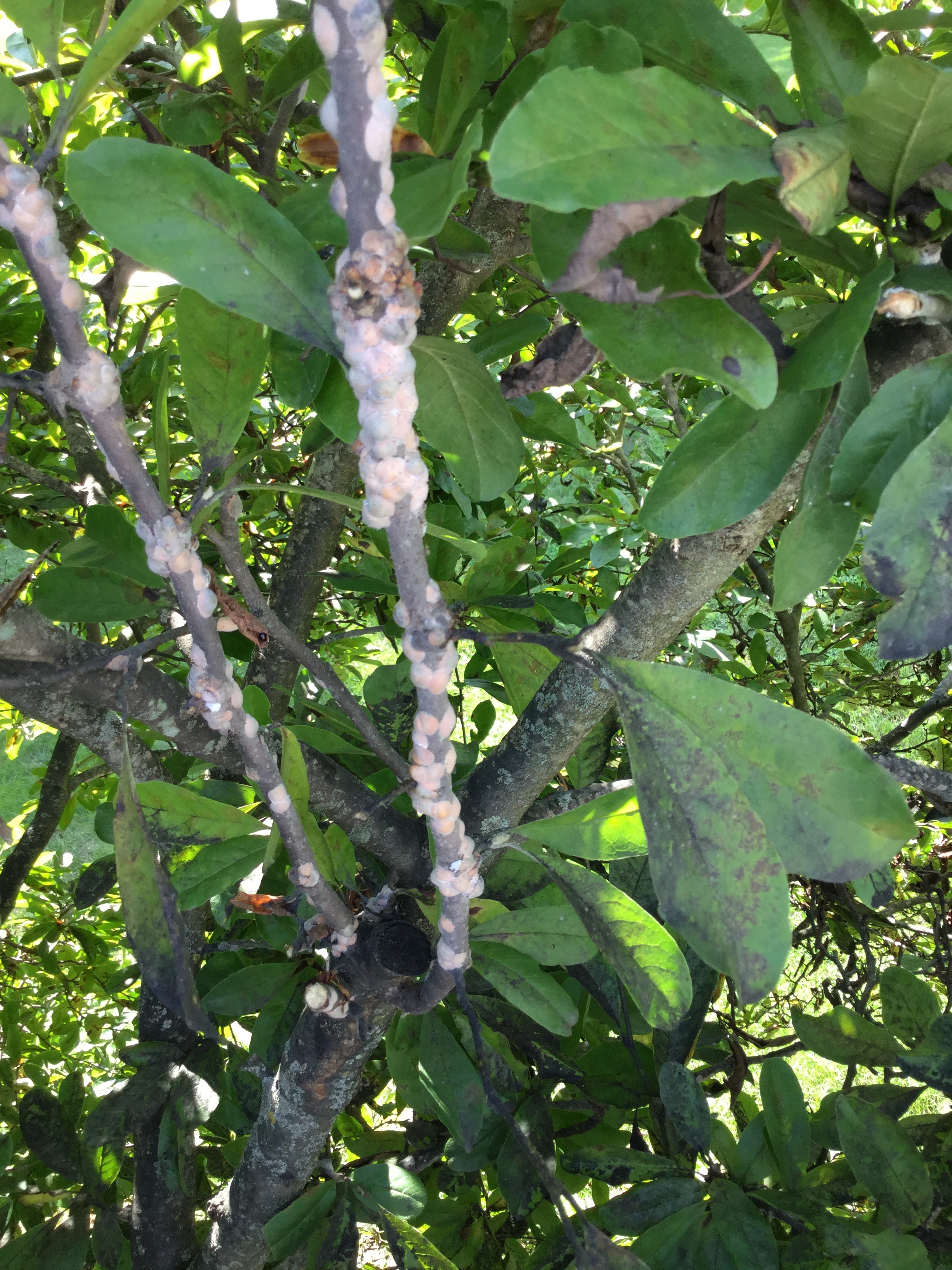 Magnolia Scale: Why Is My Magnolia Tree Covered in White Bumps?