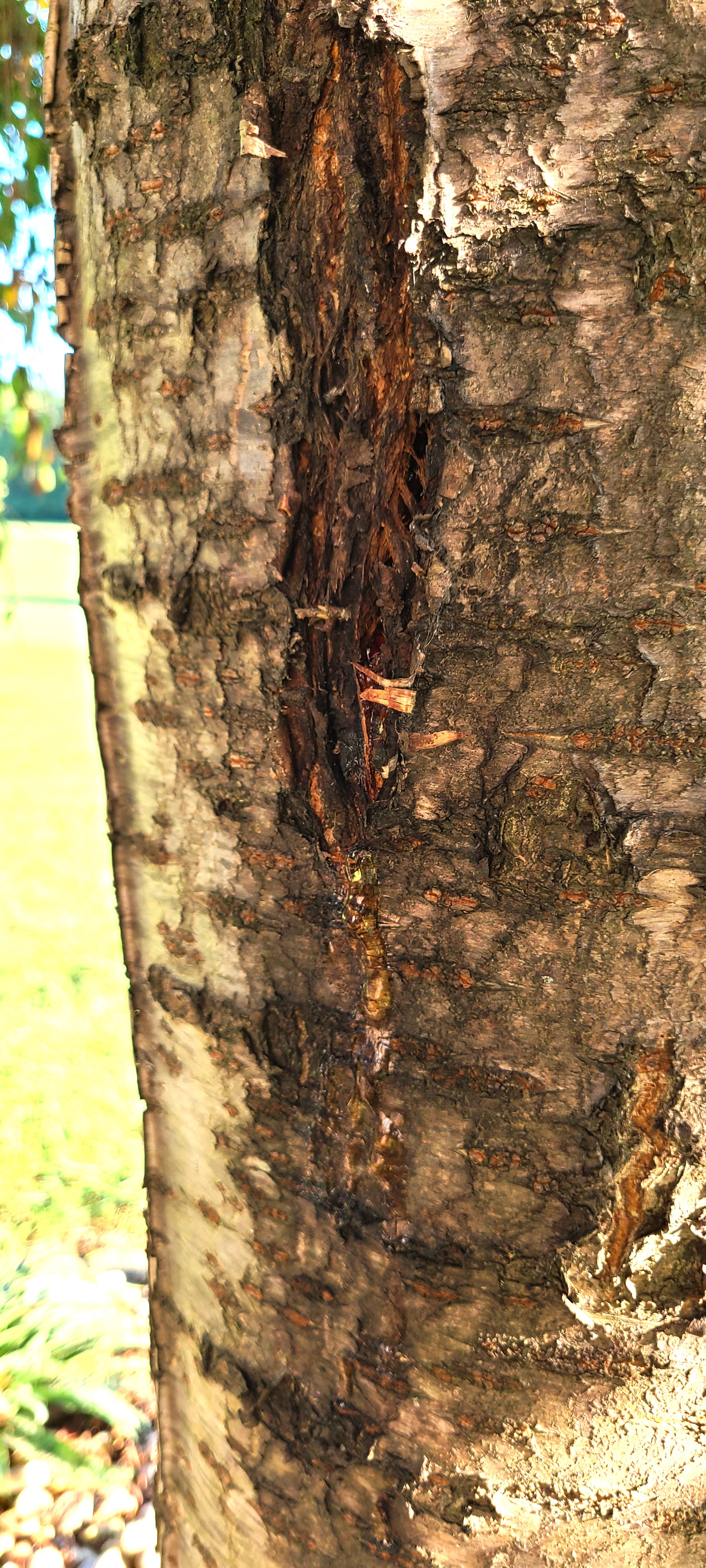 Weeping Cherry Tree oozing sap - Ask Extension