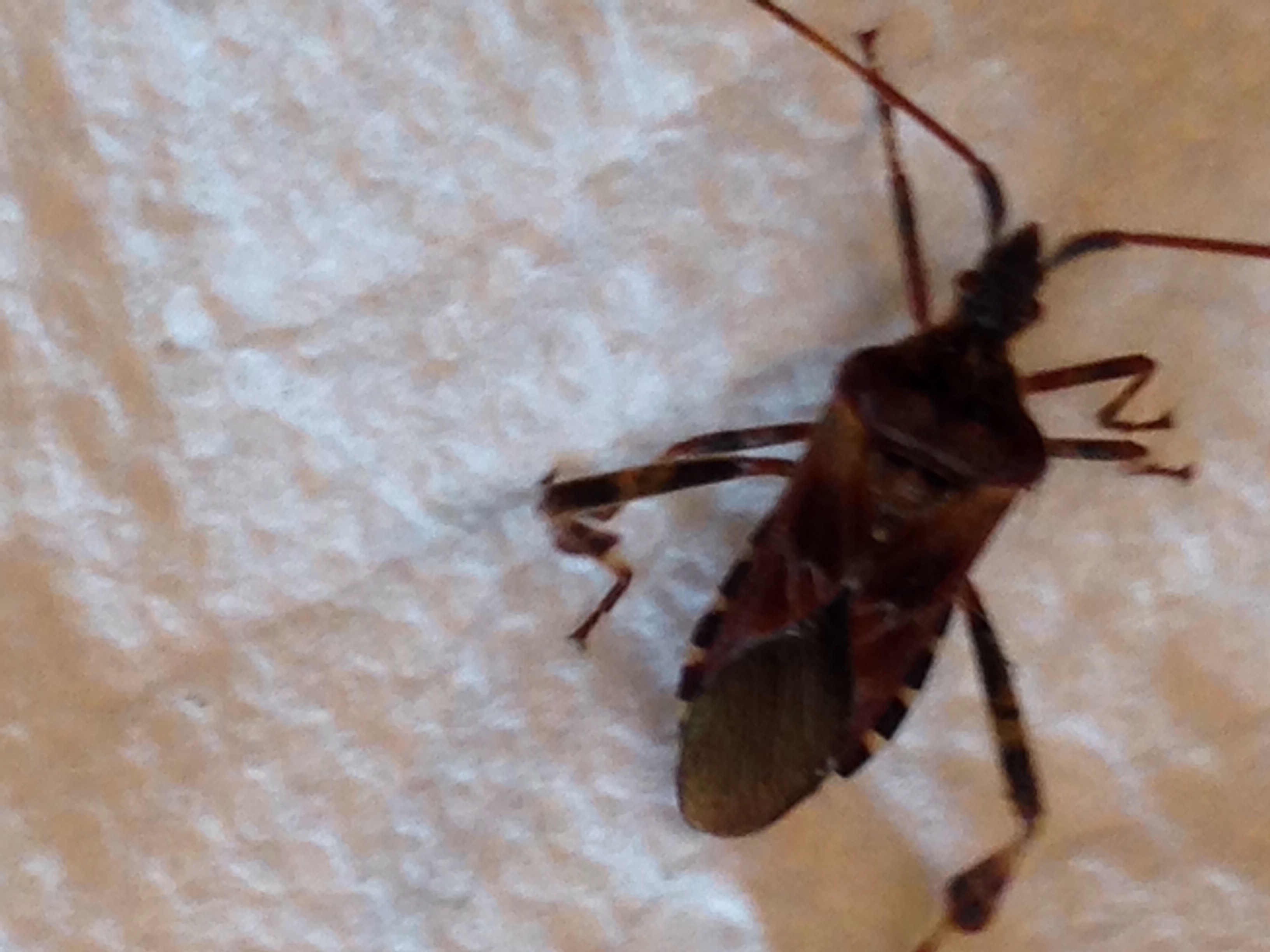 Is this a kissing bug? - Ask Extension