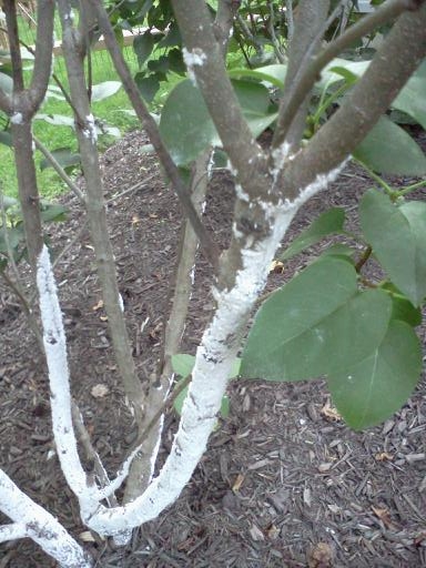 What's the white fluff on my tree? : r/CasualUK