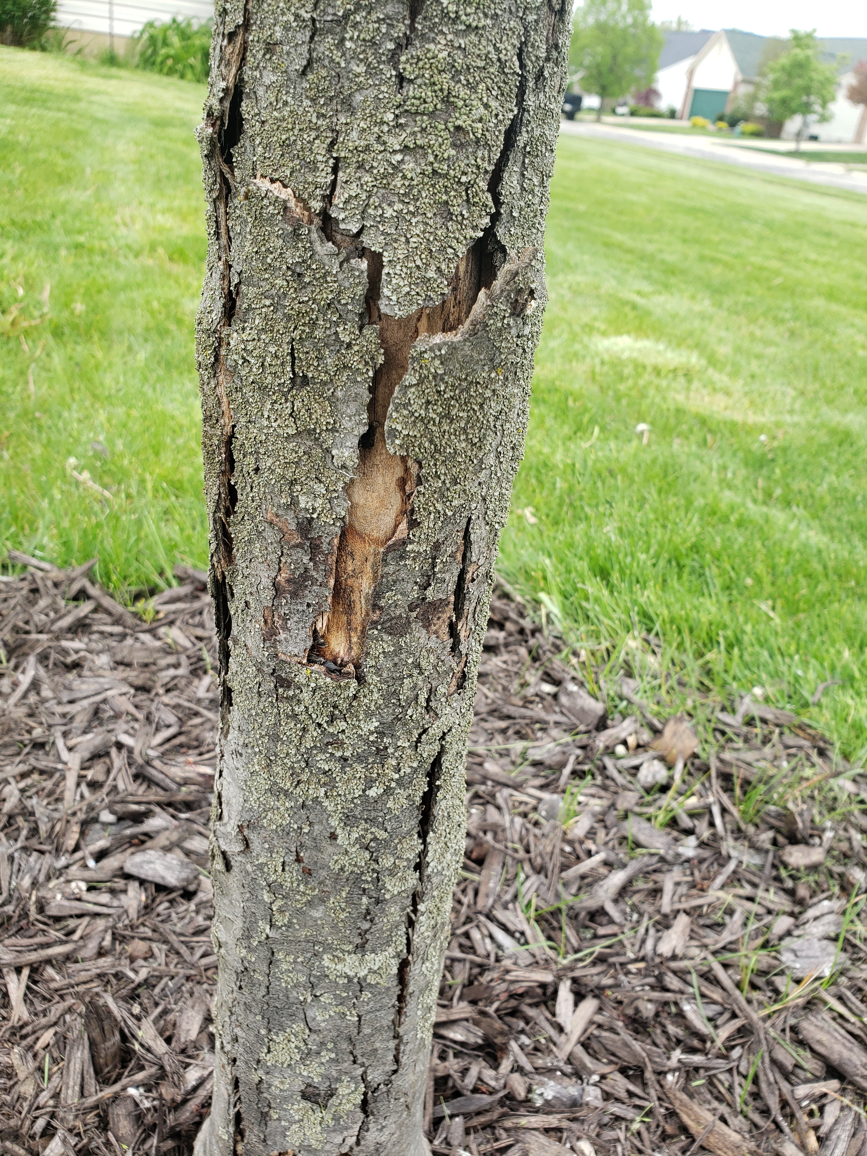 Peeling Tree Bark - Why Is Bark Peeling Off My Tree