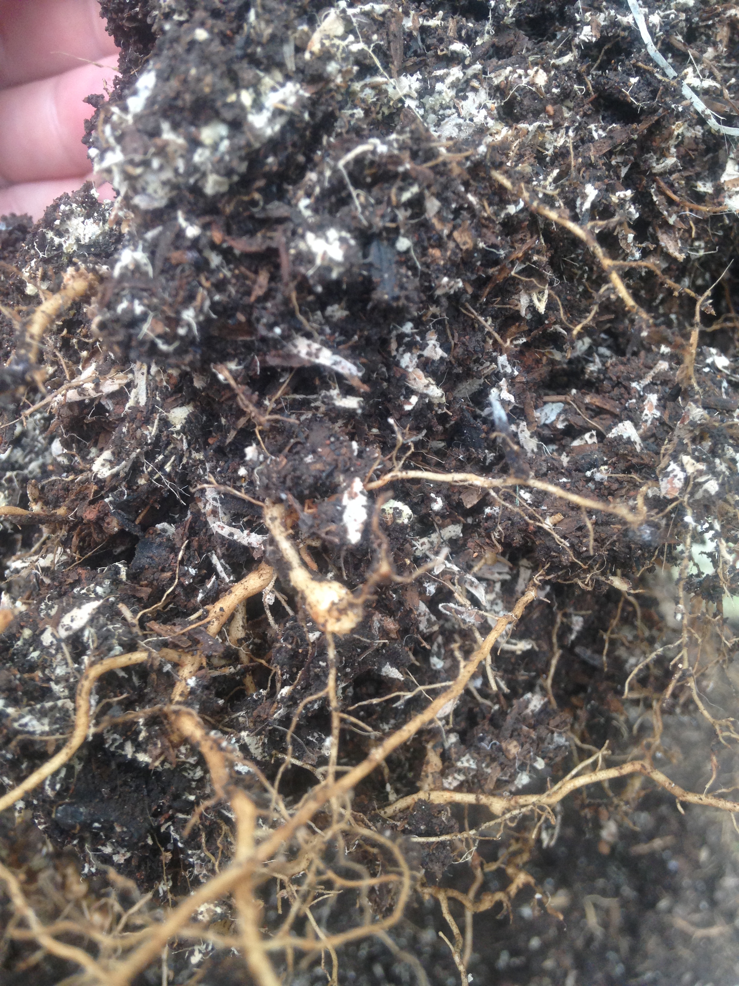 What Is This White Stuff In My Soil?? - All About Perlite – Dahing