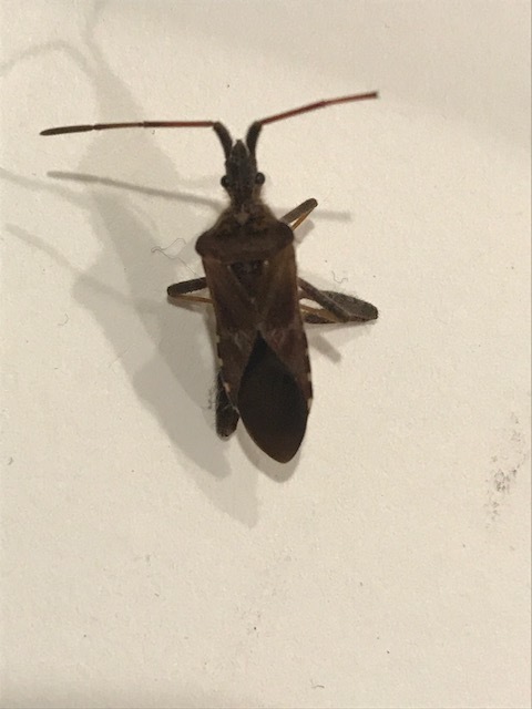 Is this a kissing bug? - Ask Extension