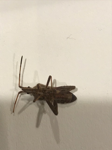 Is this a kissing bug? - Ask Extension