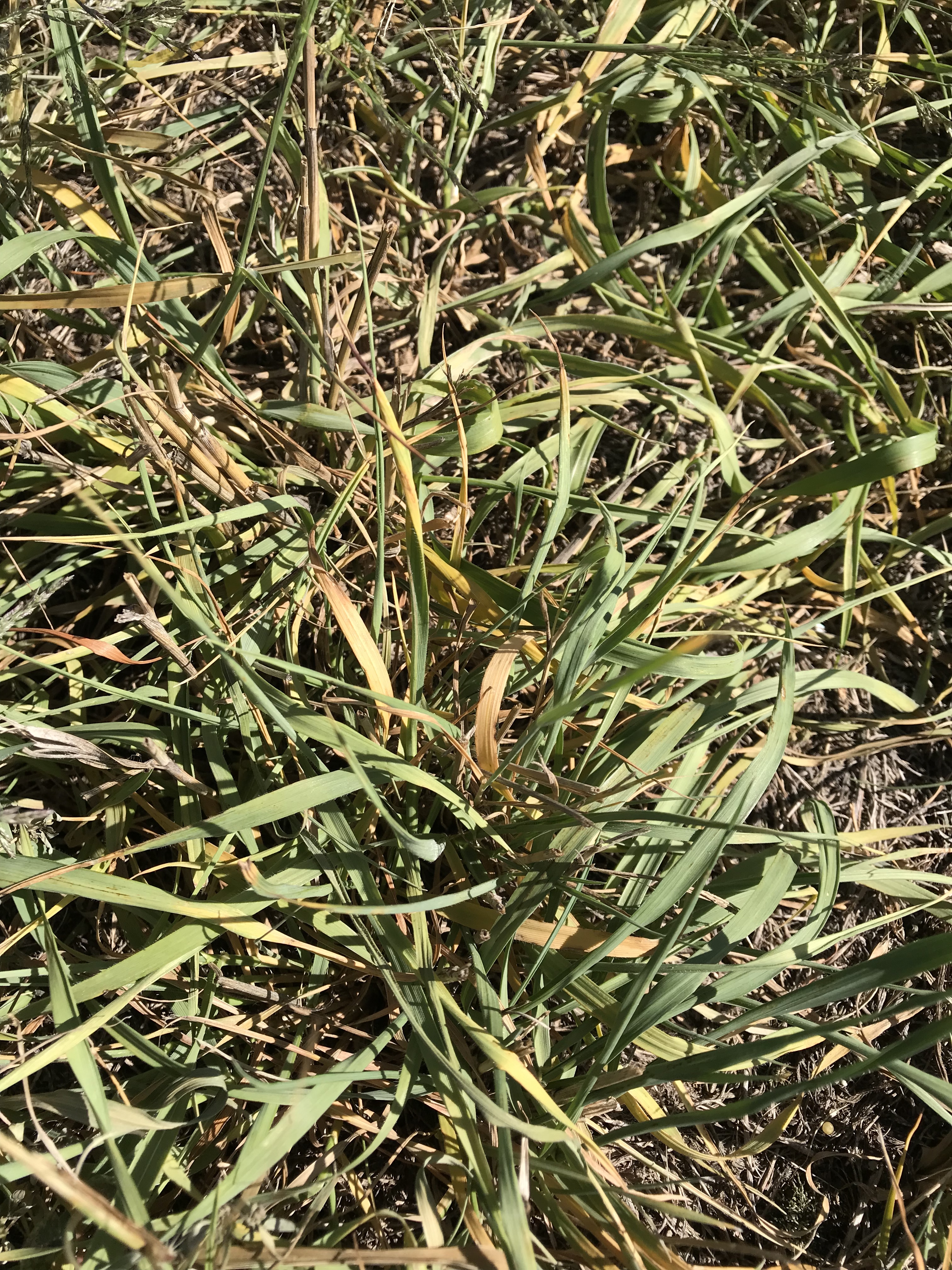 crested wheatgrass lawn