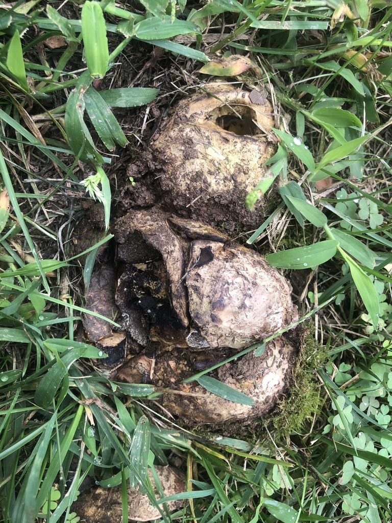 Puffballs  Nebraska Extension