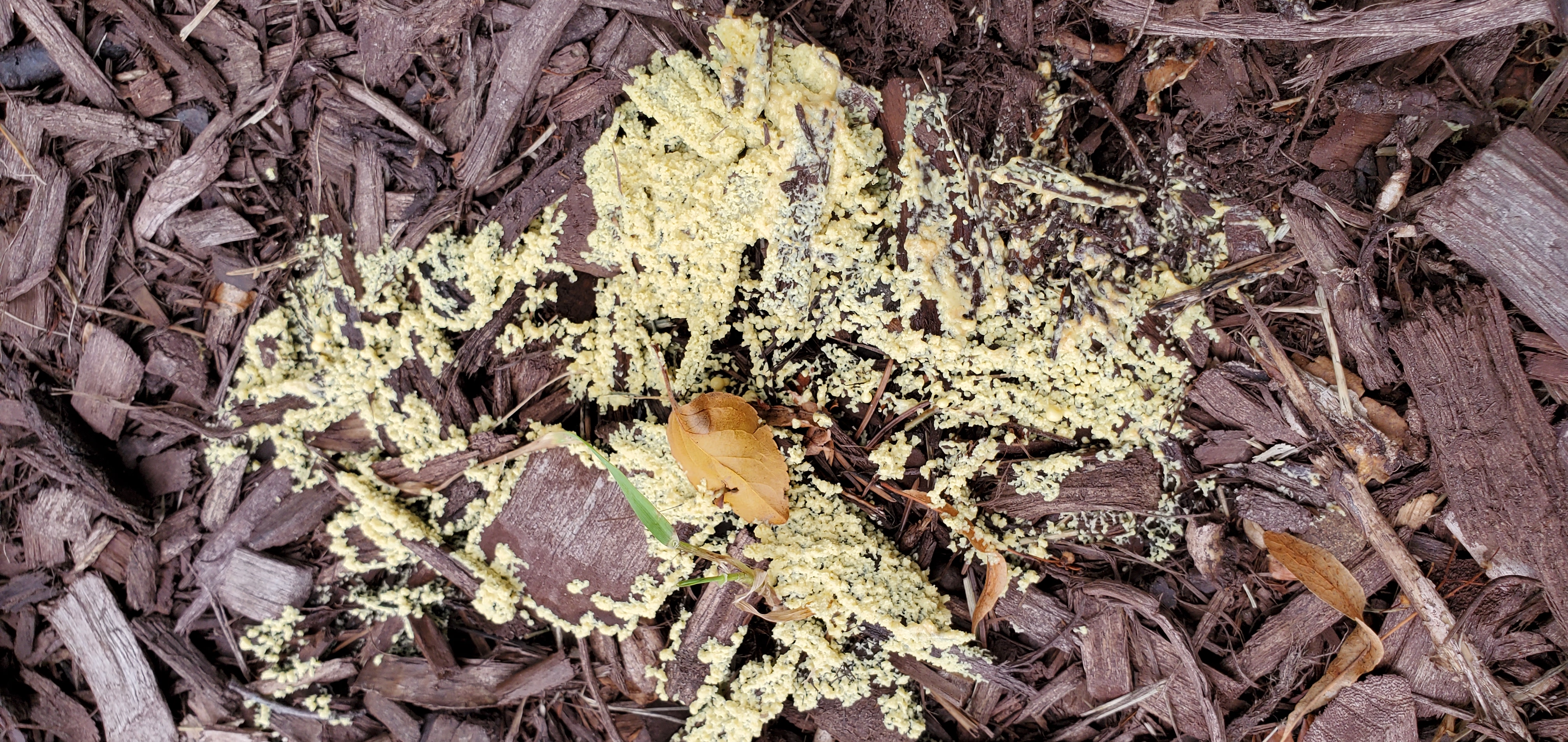 That White Stuff on Mulch Is Slime Mold