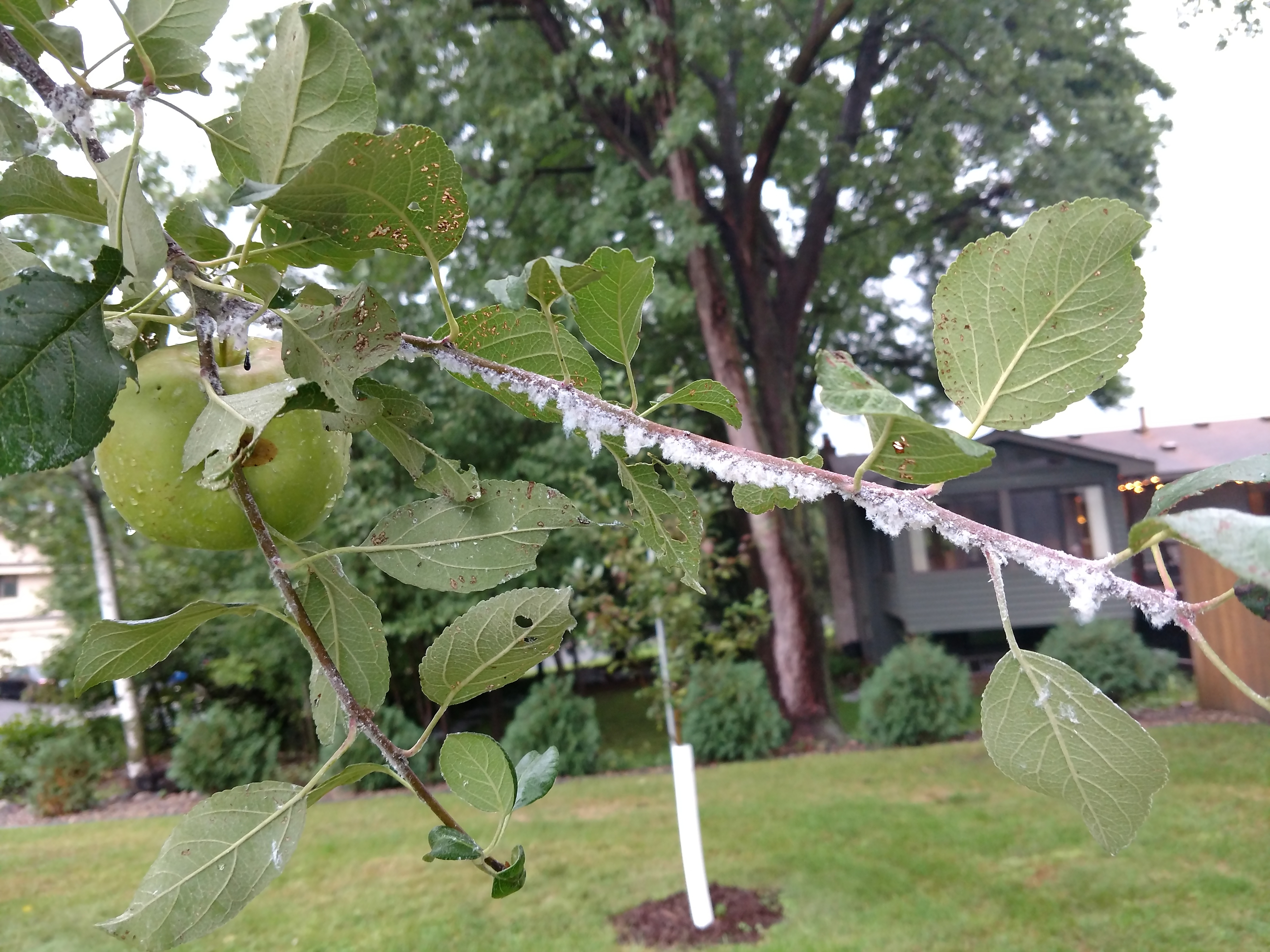 Apple tree - white fungus on branches? - Ask Extension